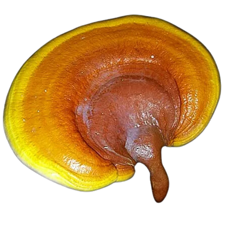 Reishi mushroom
