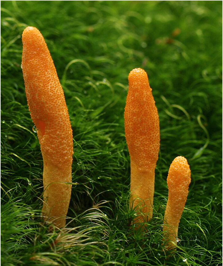 cordyceps mushroom