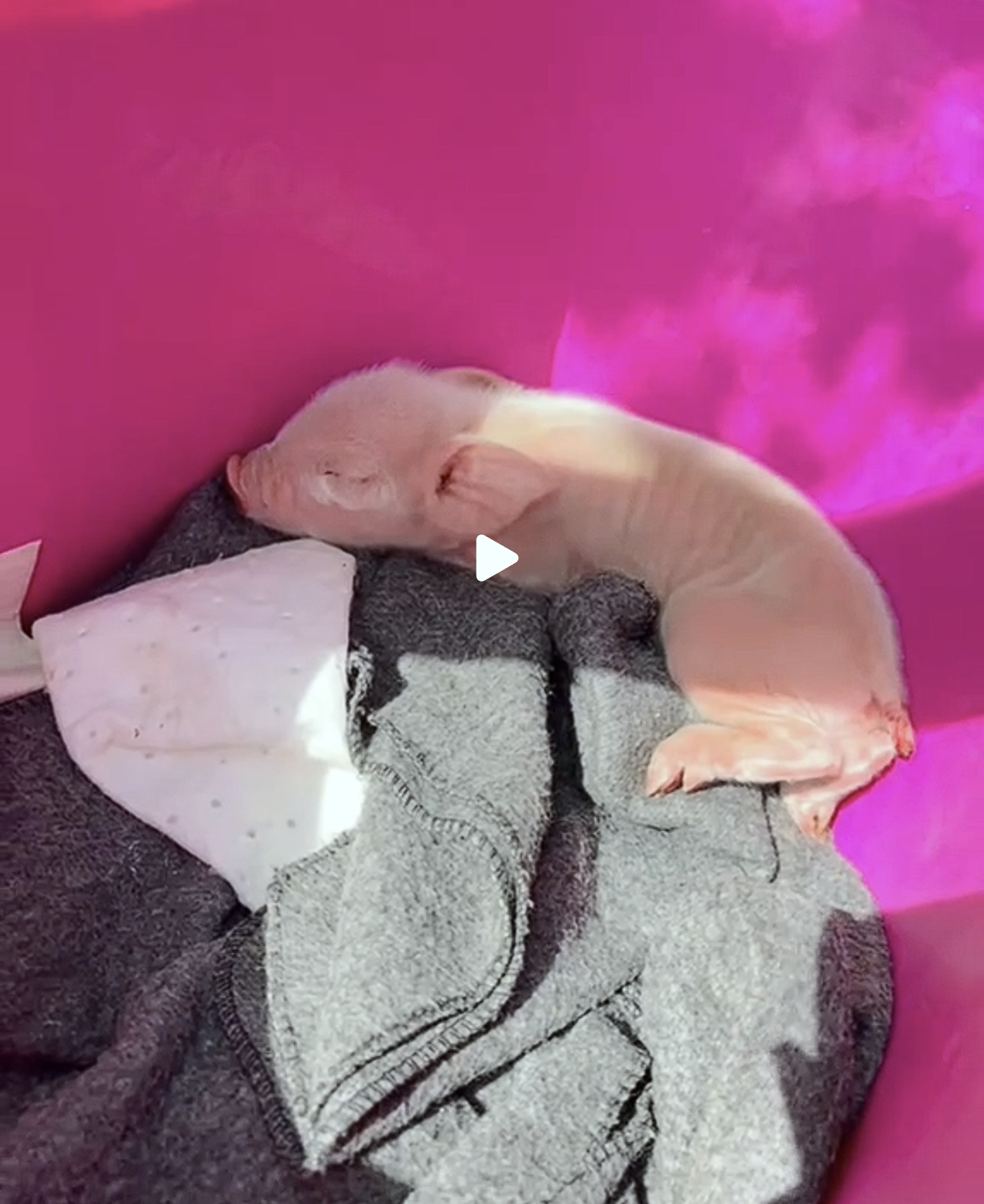 Link to Tiktok for Petal the piglet