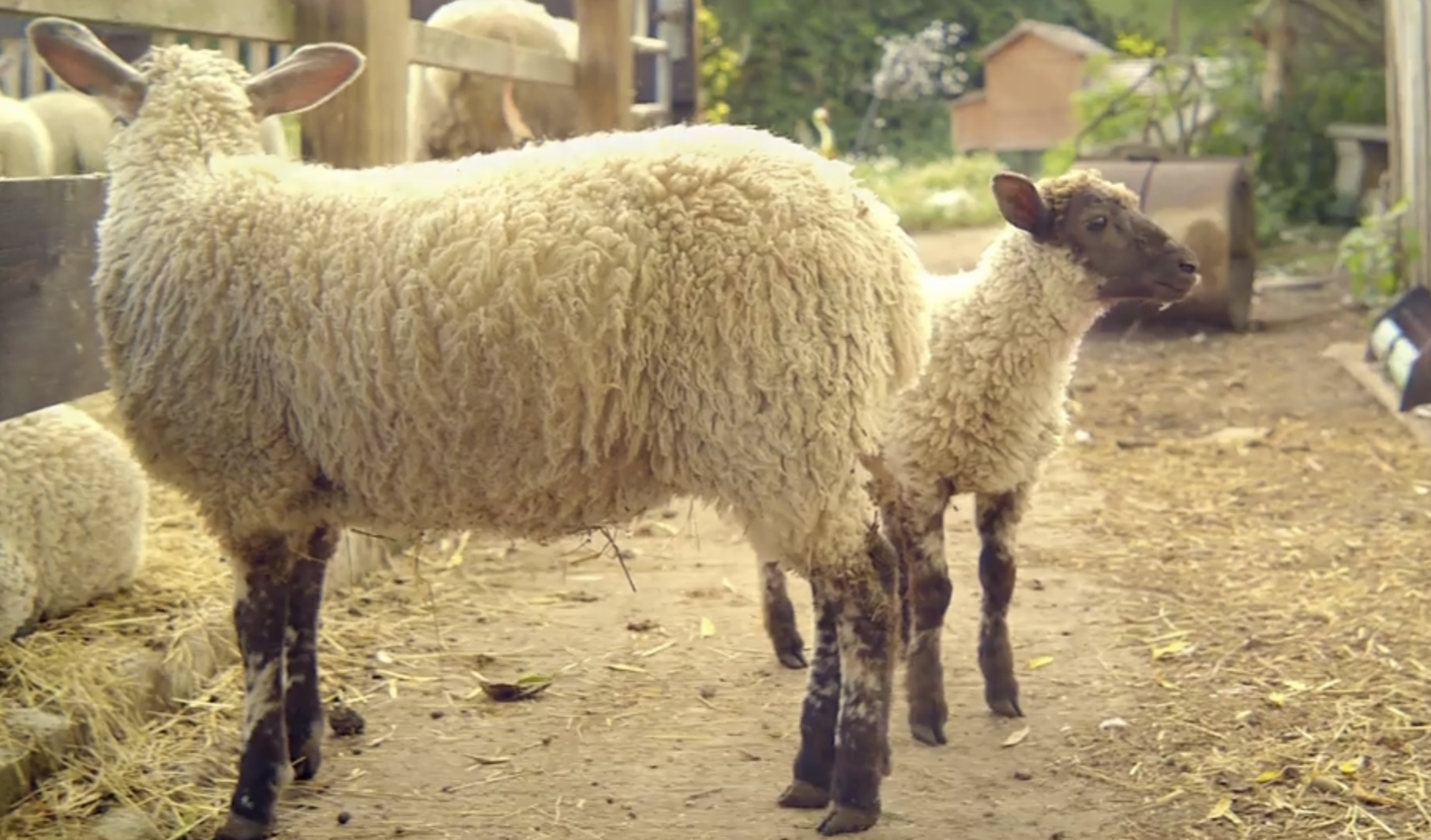 lamb2.png