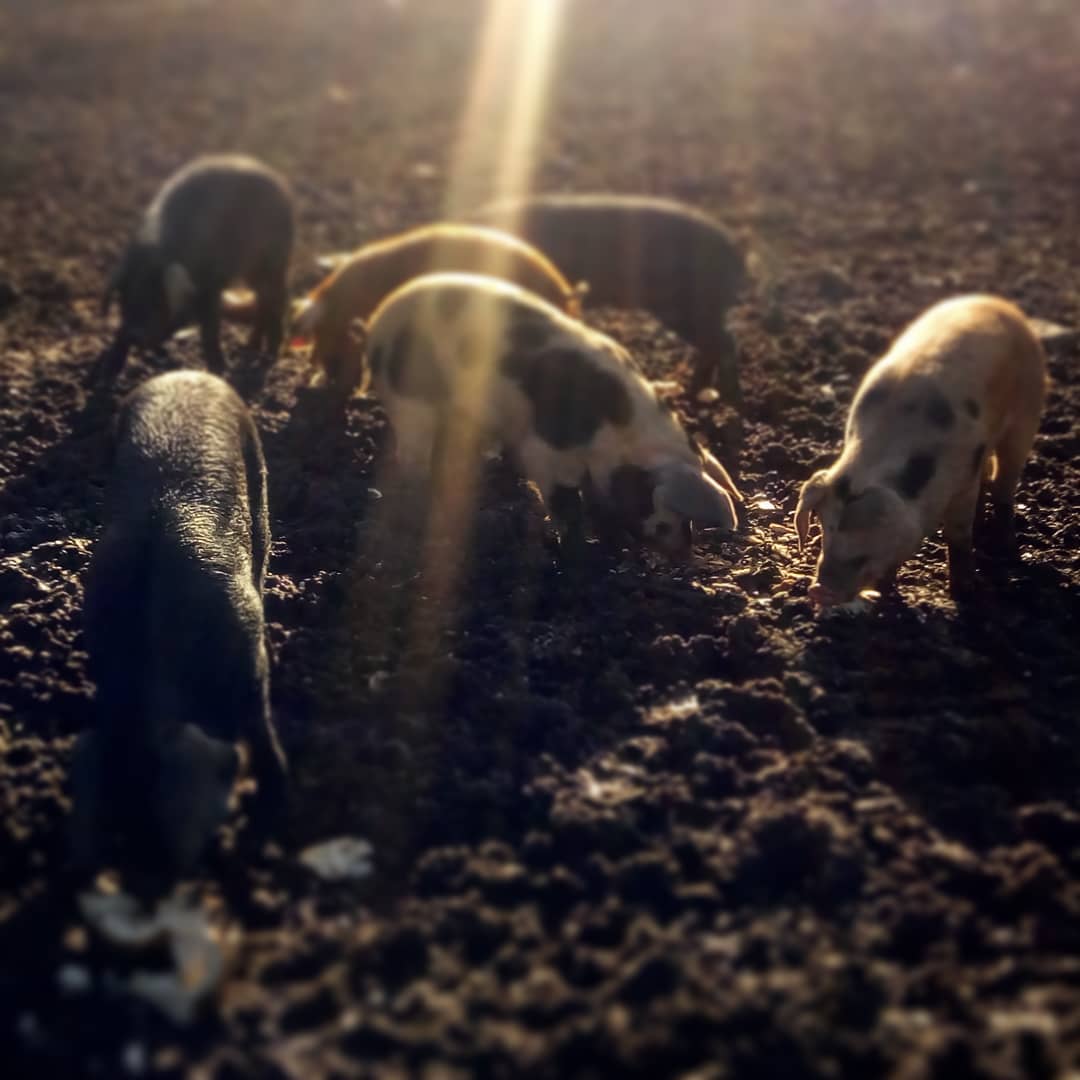 piglets.jpg