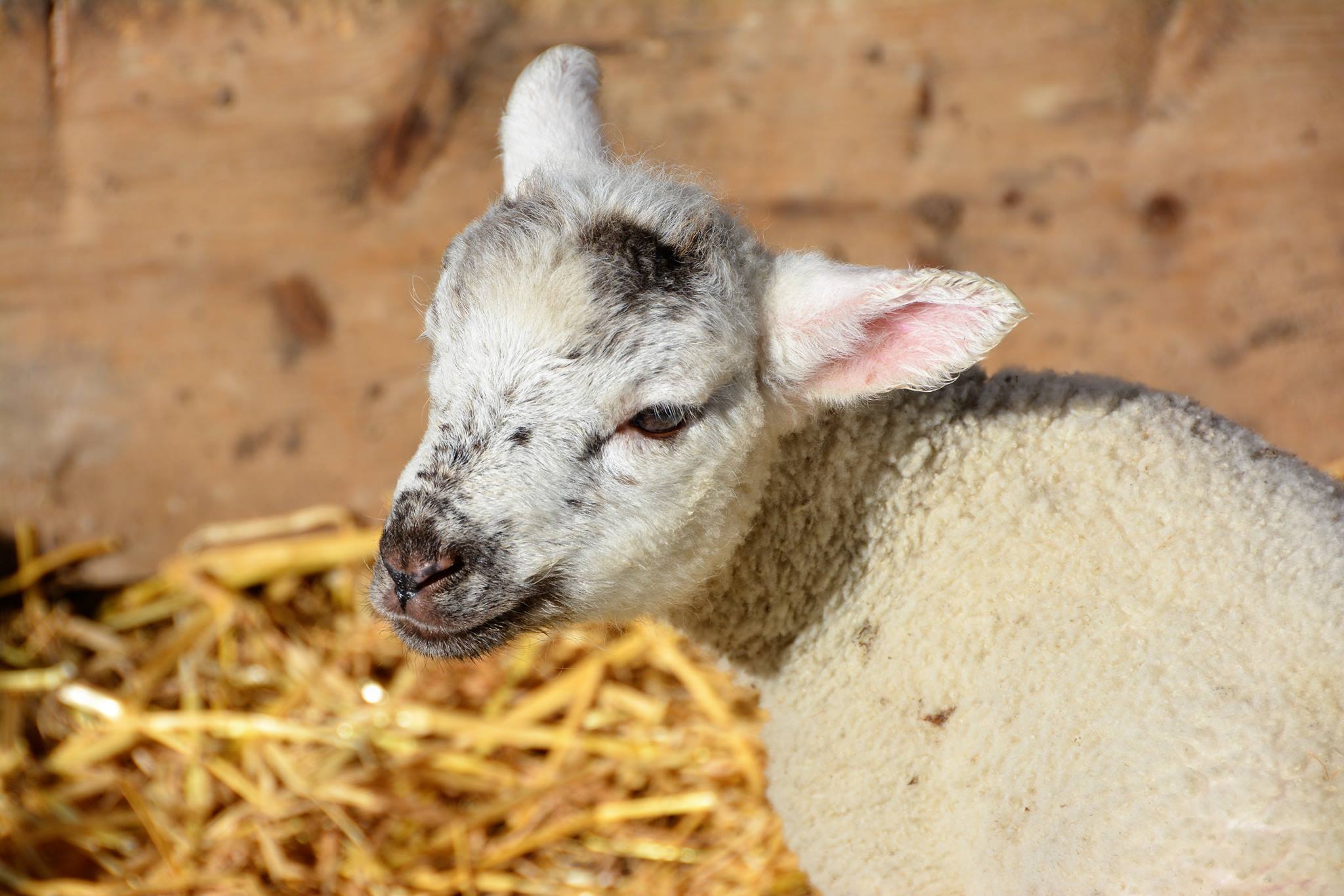 VioletLamb.jpg