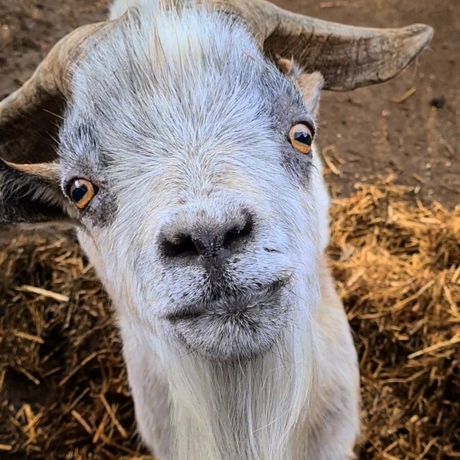 Wookie 😊

Wookie and his friend Chewie were rescued back in 2018 a few days after we acquired the new farm site

They came all the way from Cornwall!

#lovegoats #goats #govegan #goatsofinstagram #sanctuary #towerhill #towerhillstables #wookie