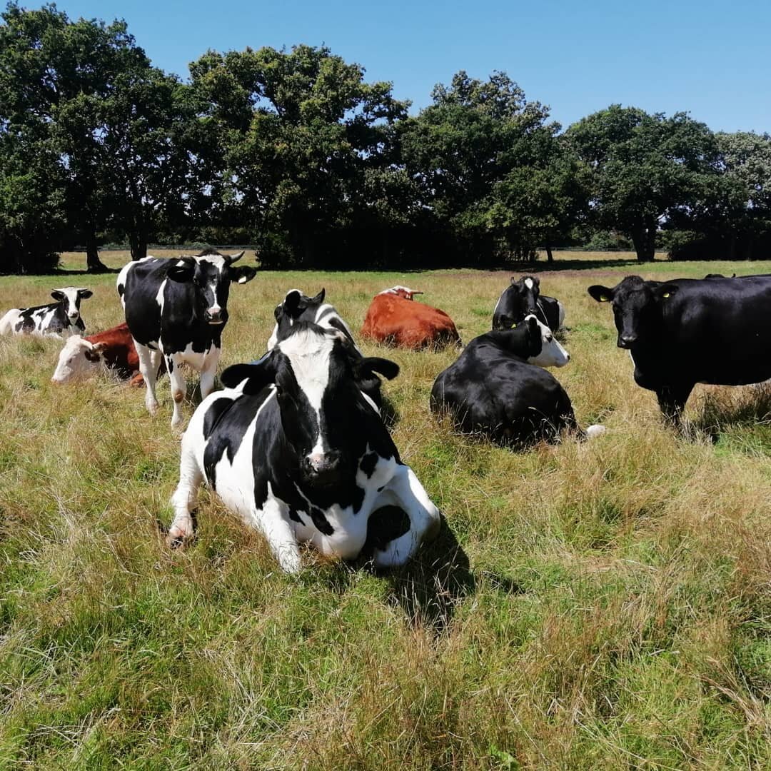 Rescued cows doing what so many millions of cows would love to do. But they can't 😢

#cows #sanctuary #cowsmilkisforbabycows #dairyismurder #govegan #loveanimals #fionaoakes