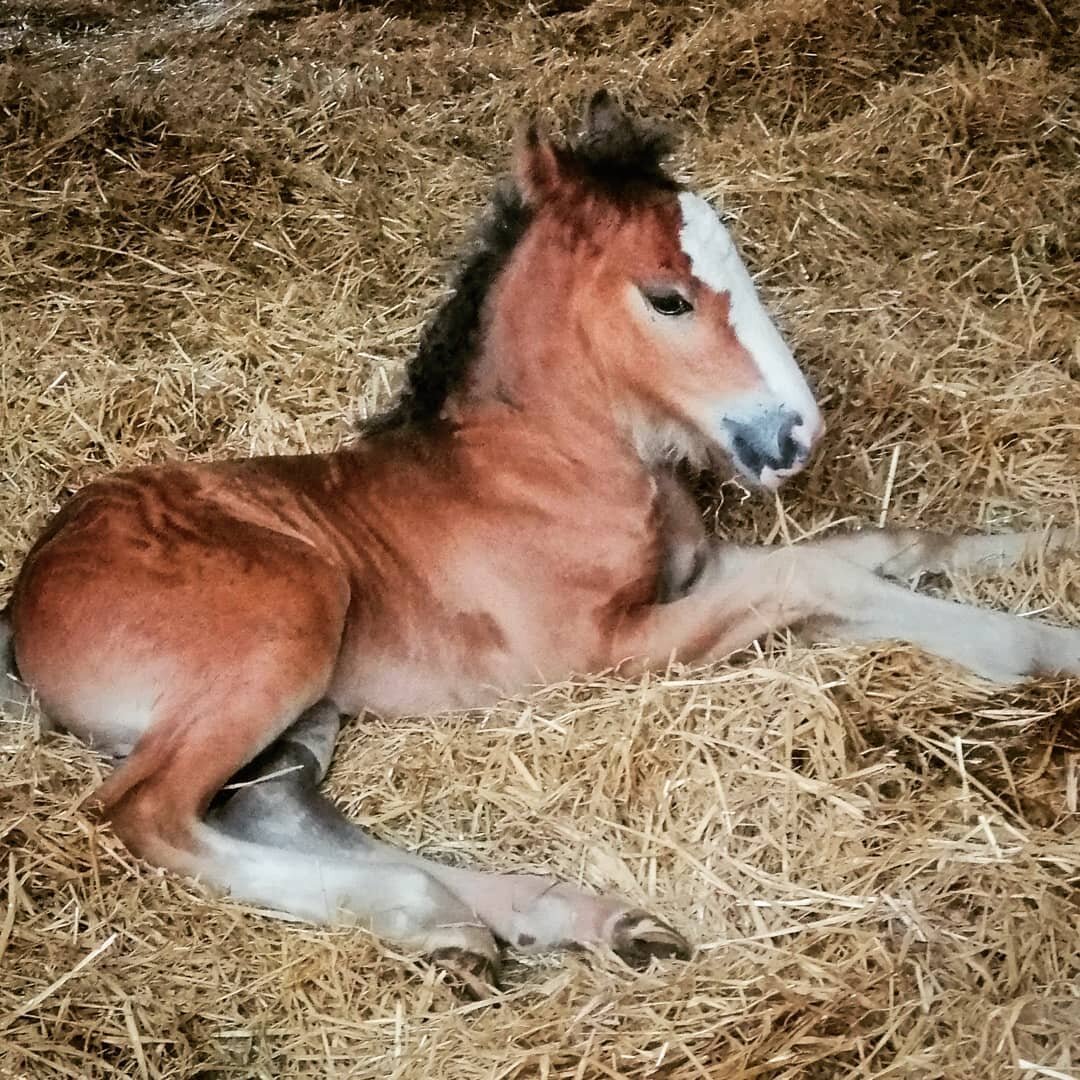 FOALY UPDATE

She's doing well and still on the antibiotics for a little while yet

Her progress has been incredible and we are hopeful that she will make a full recovery

Clearly there may be permanent damage to the joint which may cause arthritis b