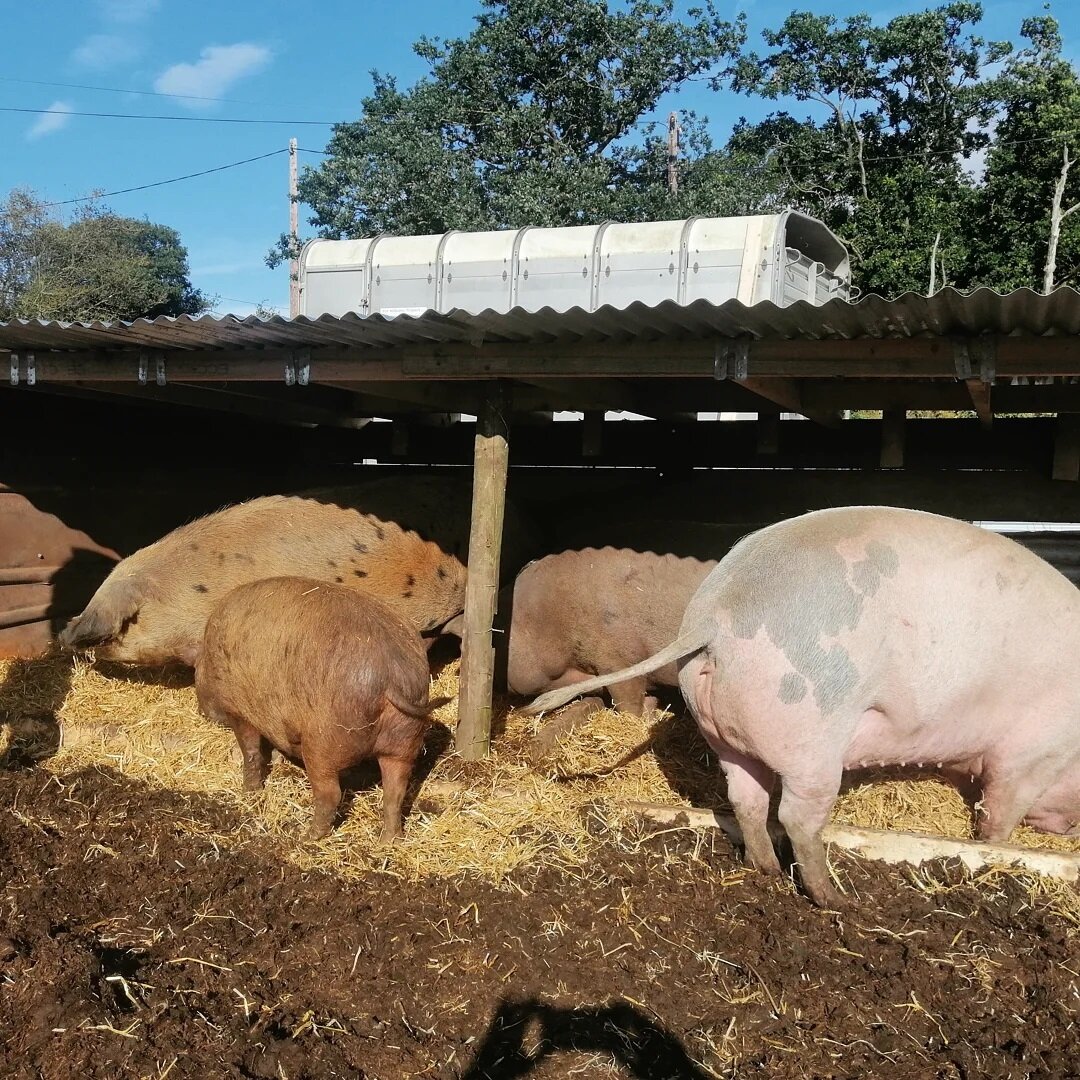 Piggies arrange the bedding in their new house. They now have a choice of 12 different houses to crash in 😊

Thanks to the guys who helped today

More details in our stories

#pig #pighouse #rescuedpigs #pigsofinstagram #straw #pigark #towerhillstab