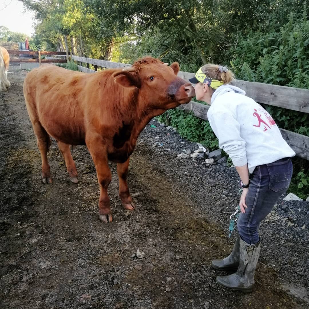 Saying hello to Rudolf ❤️

Hasn't he grown!

#rudolf #cowsofinstagram #cows #calf #calvesofinstagram #sanctuary #towerhillstables