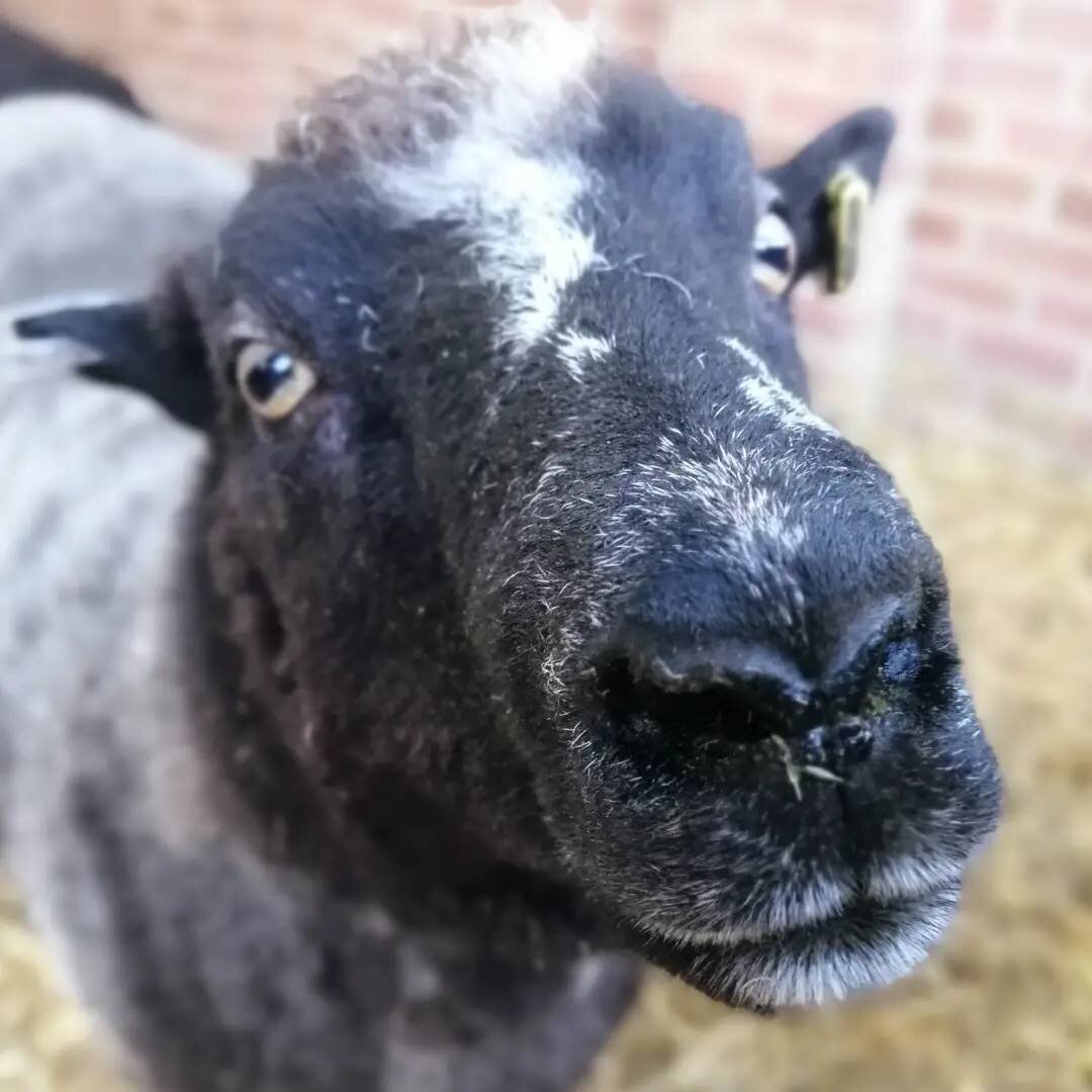 It's Mrs Panda!

Saved a couple of years ago along with about 20 others all destined for slaughter.

They had been a private flock, but when the husband passed on, his wife had been unable to cope and so sent them all to market

Luckily for them fate