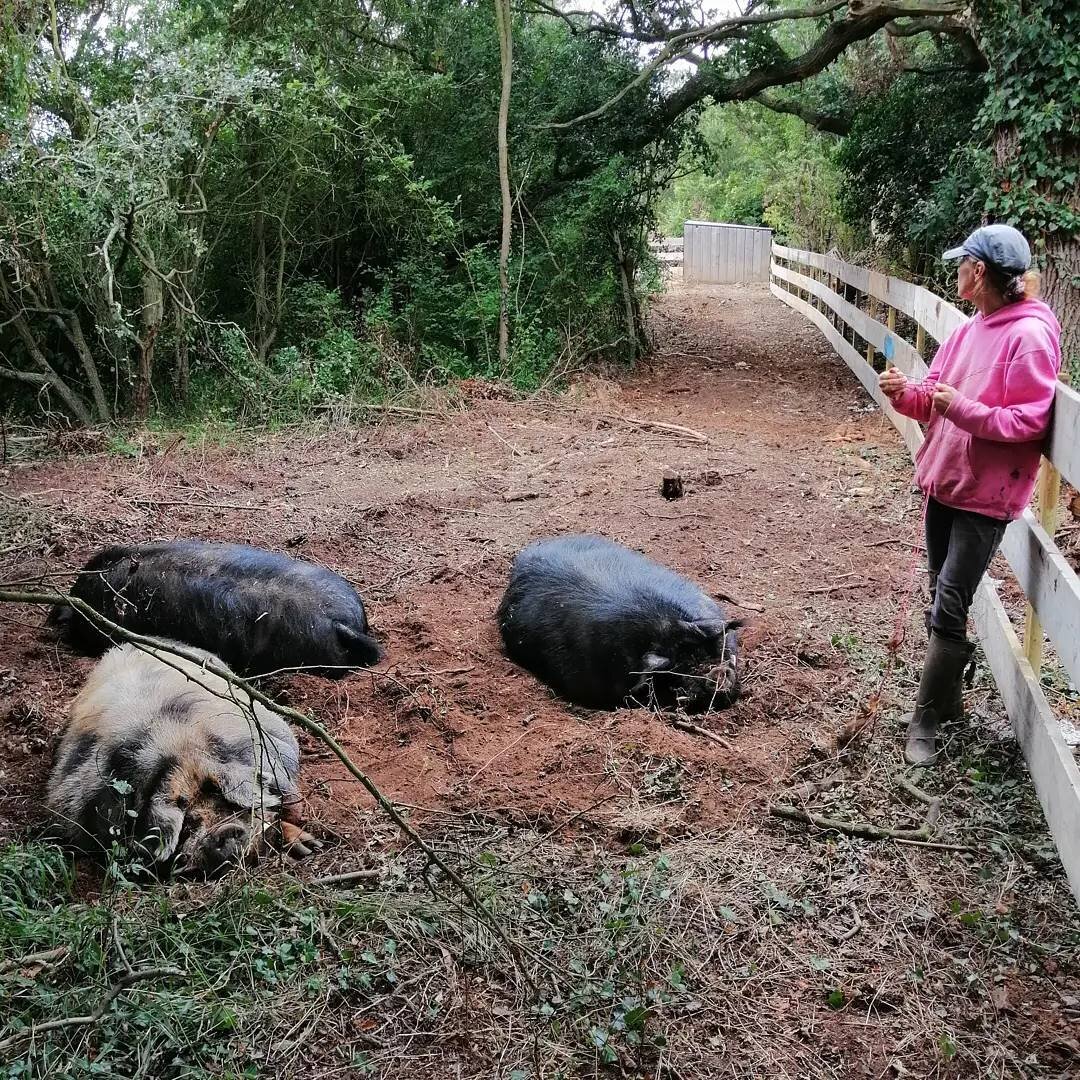 New Pig Area!

We have completed another forest area for one of the  pig families and today Dumbleboar and his brothers moved into a section of piglet Wood that has been sectioned off for them

It's a private wood for them, backing onto where Hope an