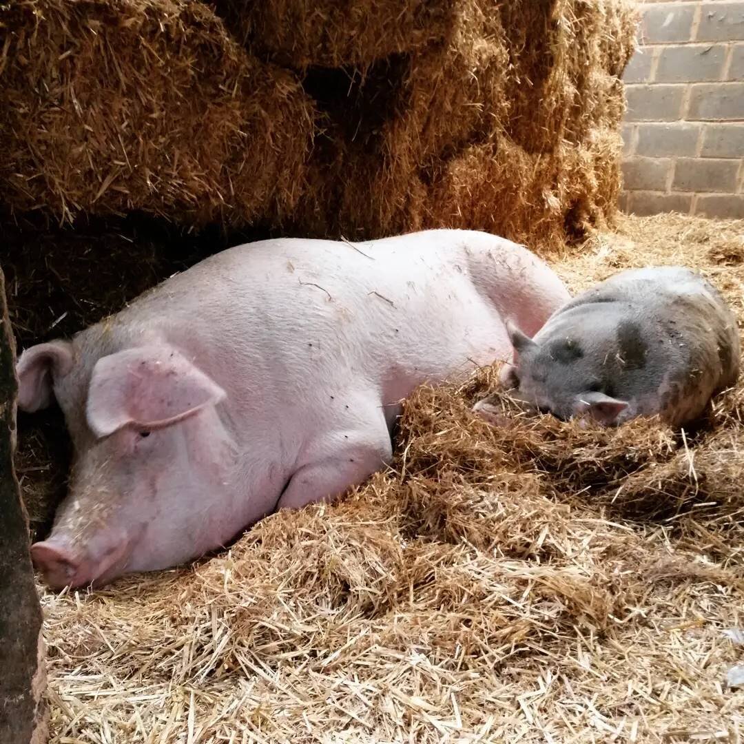 Chai and Arlo appear to have broken into the straw store and are staging a sit in. More like a sleep in 🤣

#pigs #pigsofinstagram #lovepigs #govegan #sanctuary #vegan #towerhillstables #fionaoakes #loveanimals