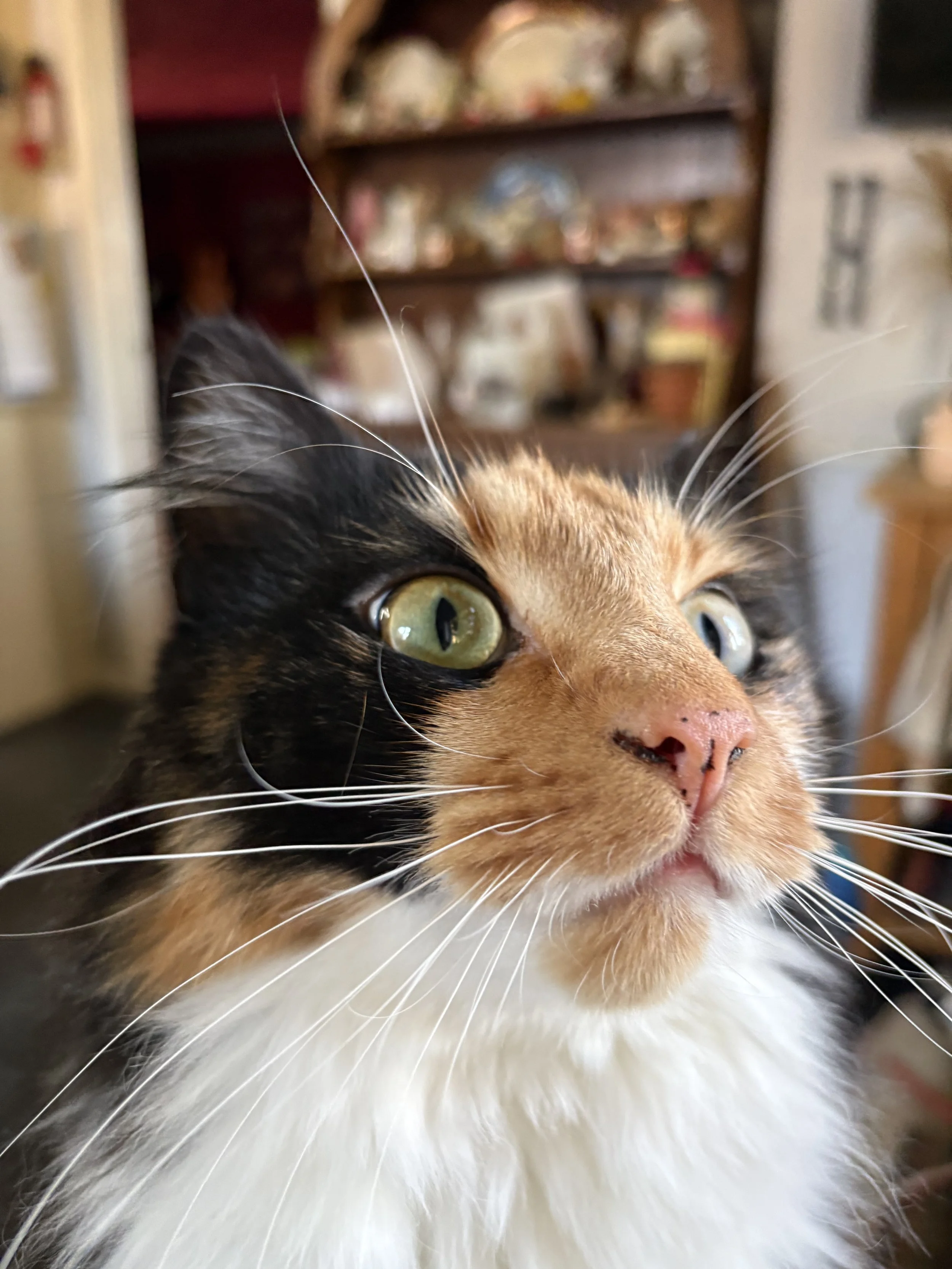 Pebbles.jpeg