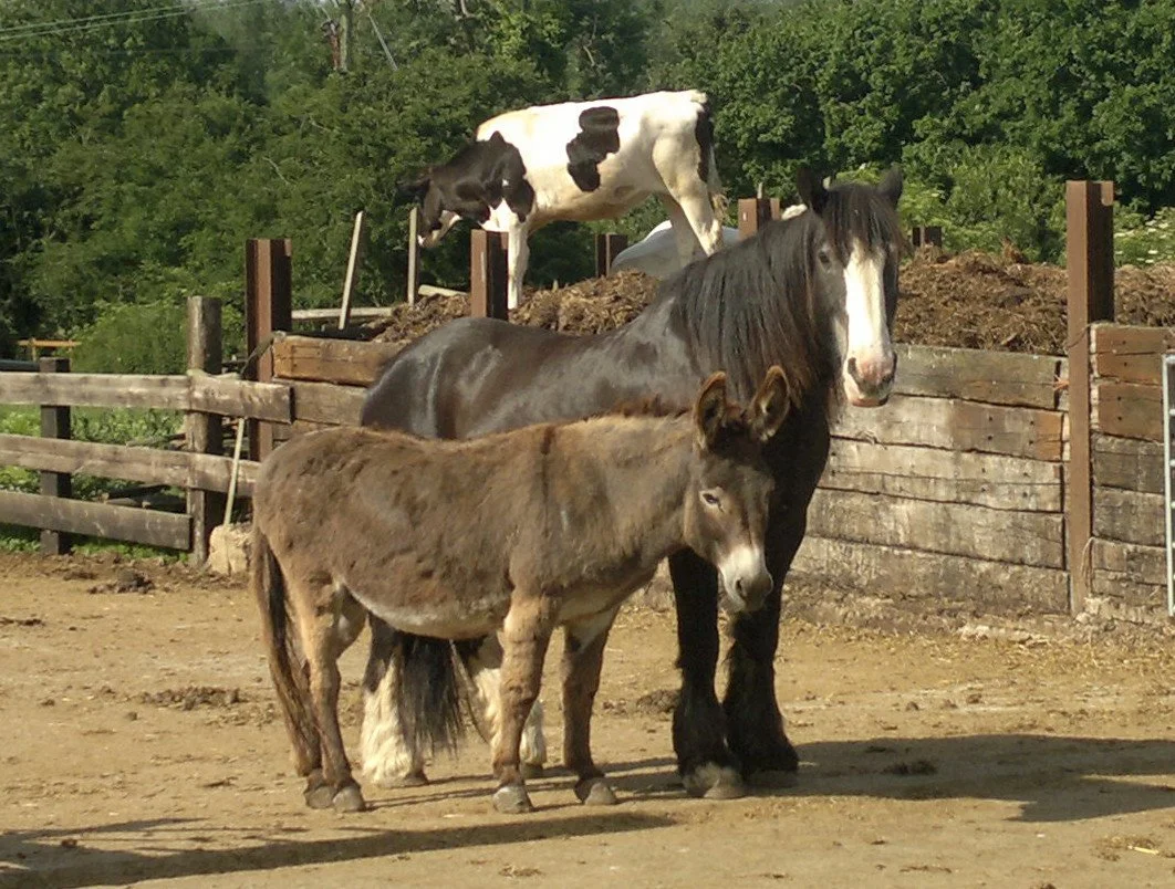 barney and Eeyore.jpg