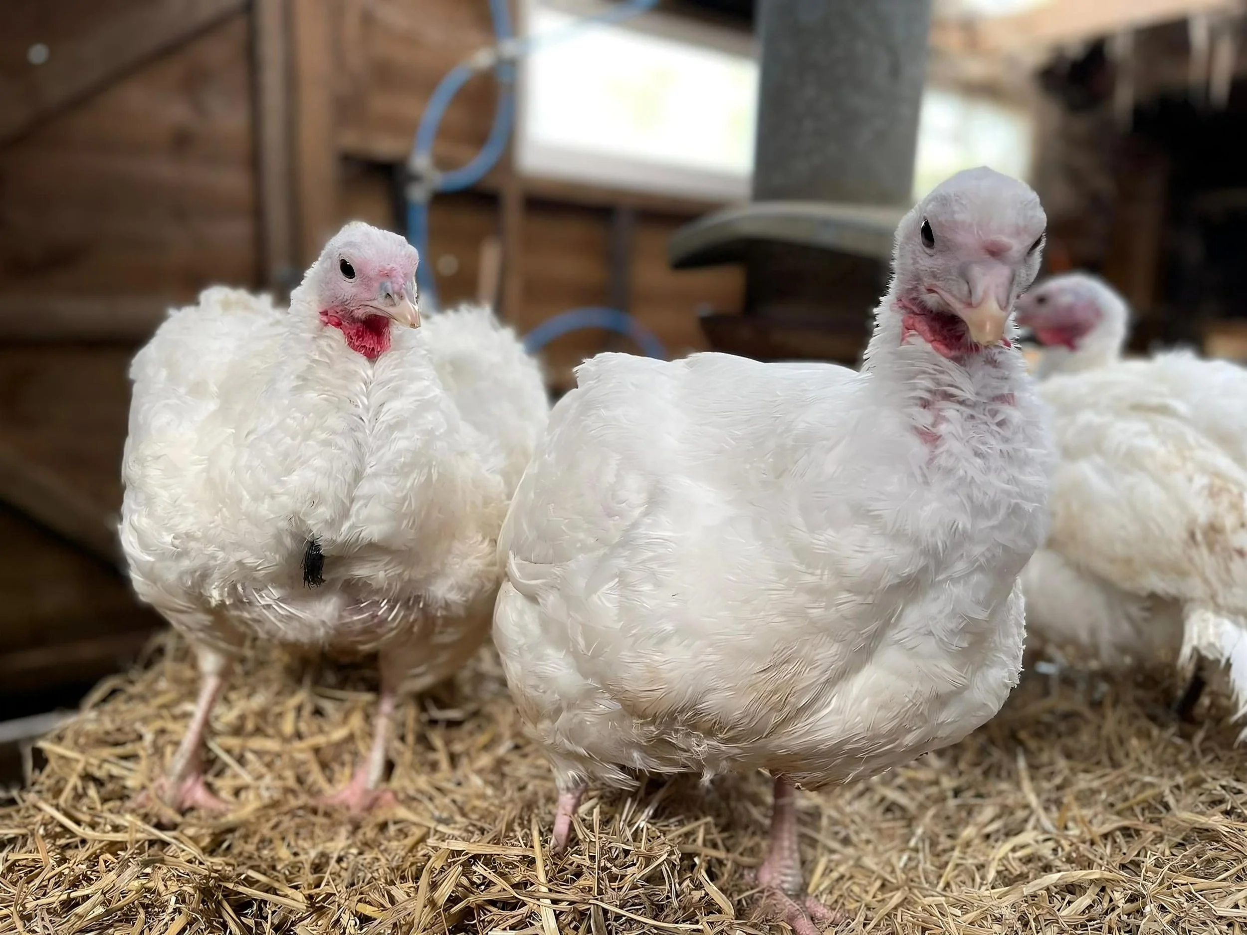 Turner tina and Rita.jpg