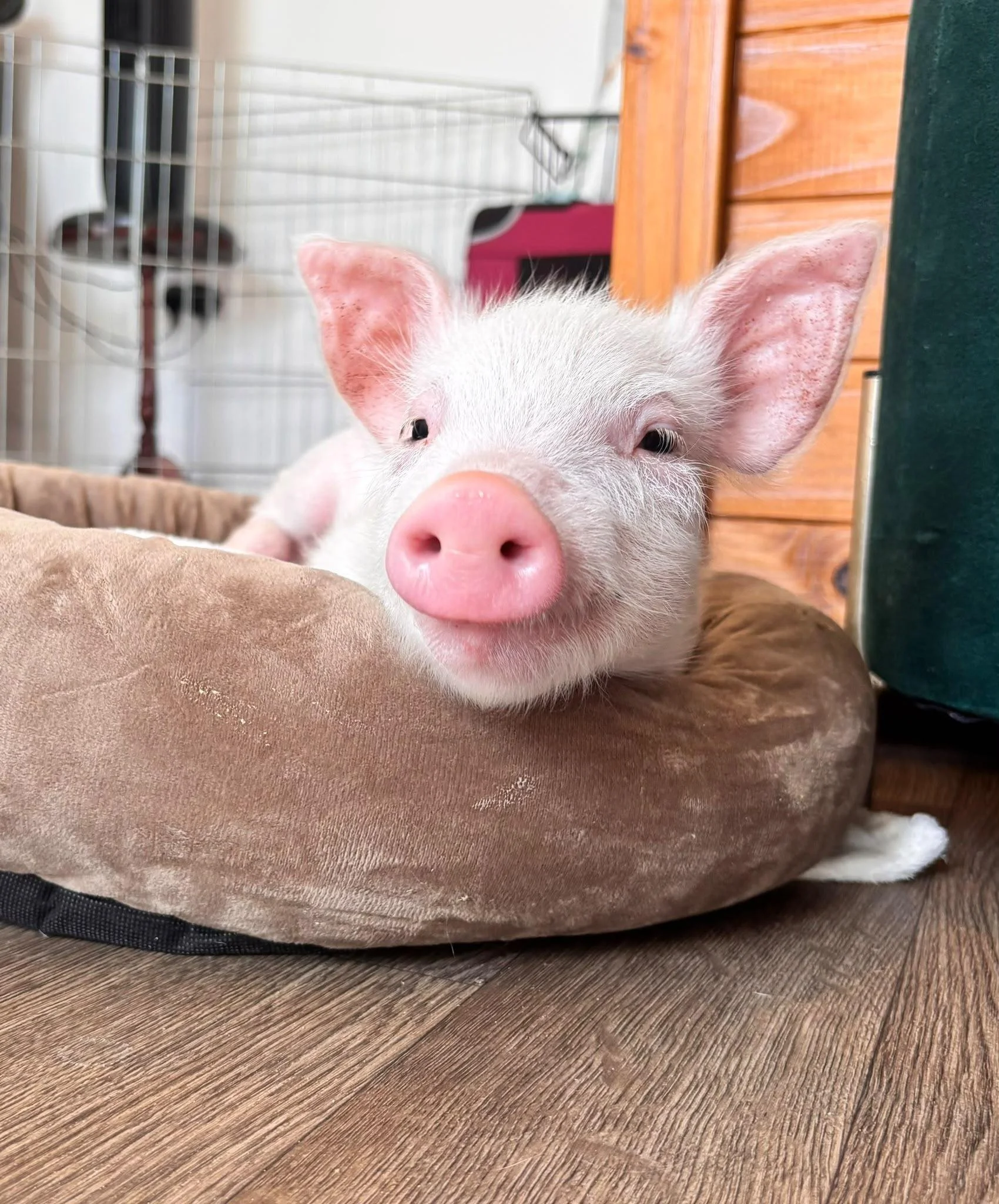 Petal the piglet curled up in her bed