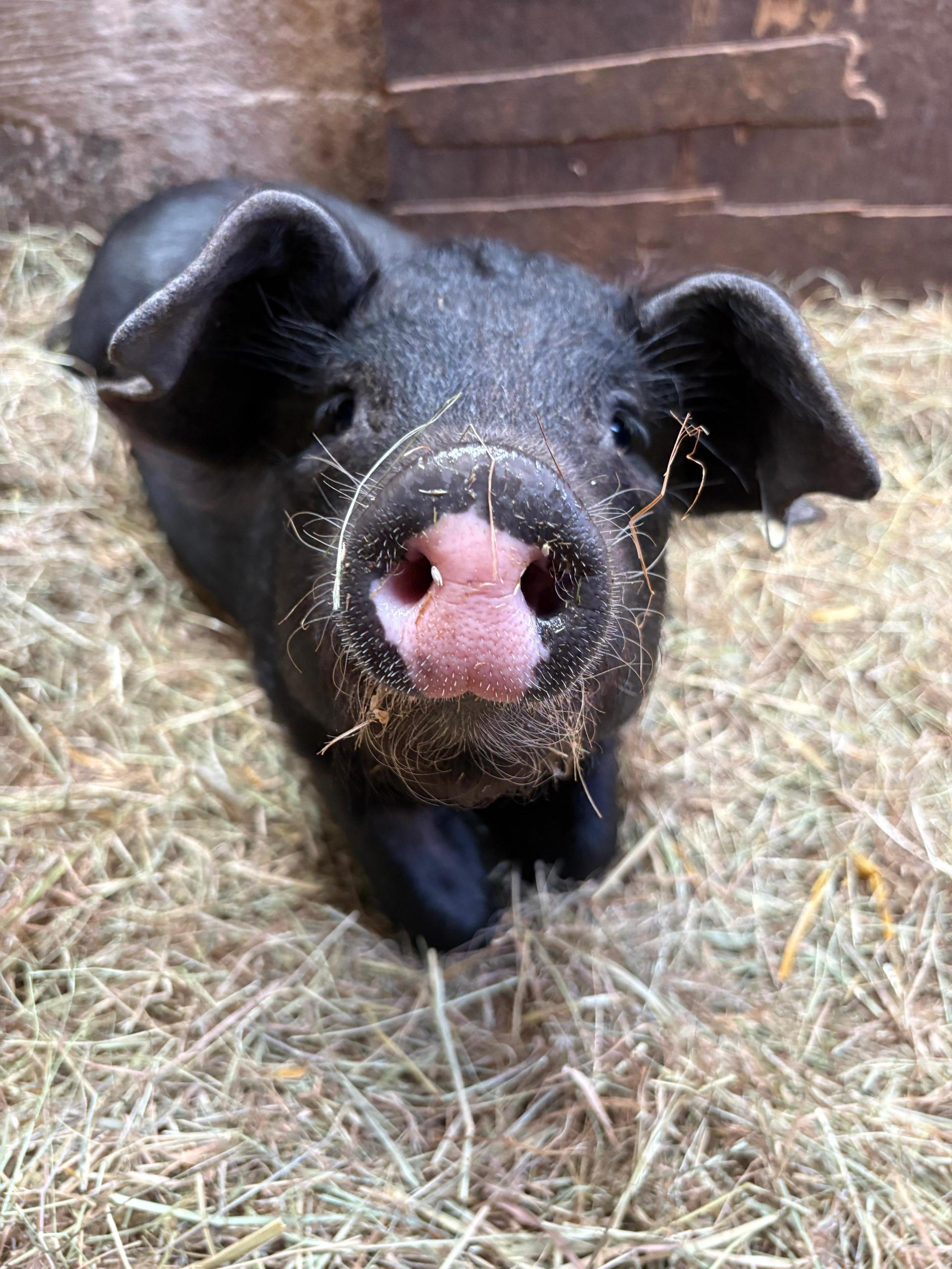 Petunia 10weeks old 2026 - saved from the gun