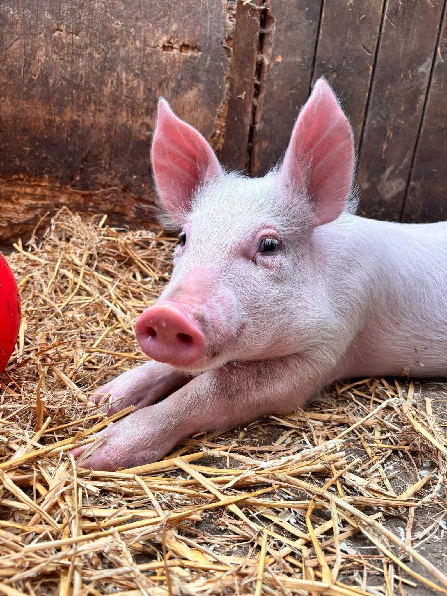 Petal the piglet on straw
