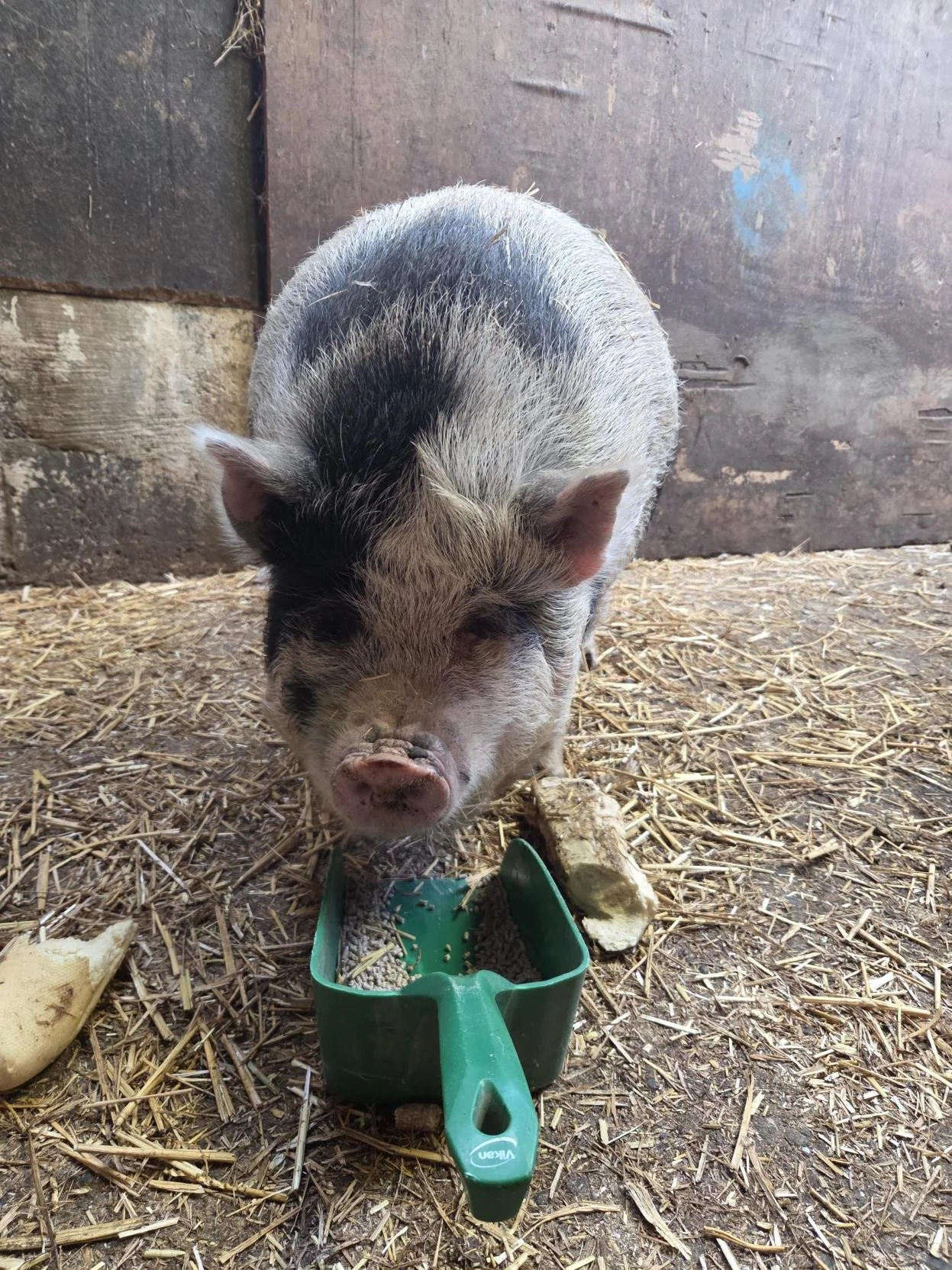 Abigail the pig eating pig nuts