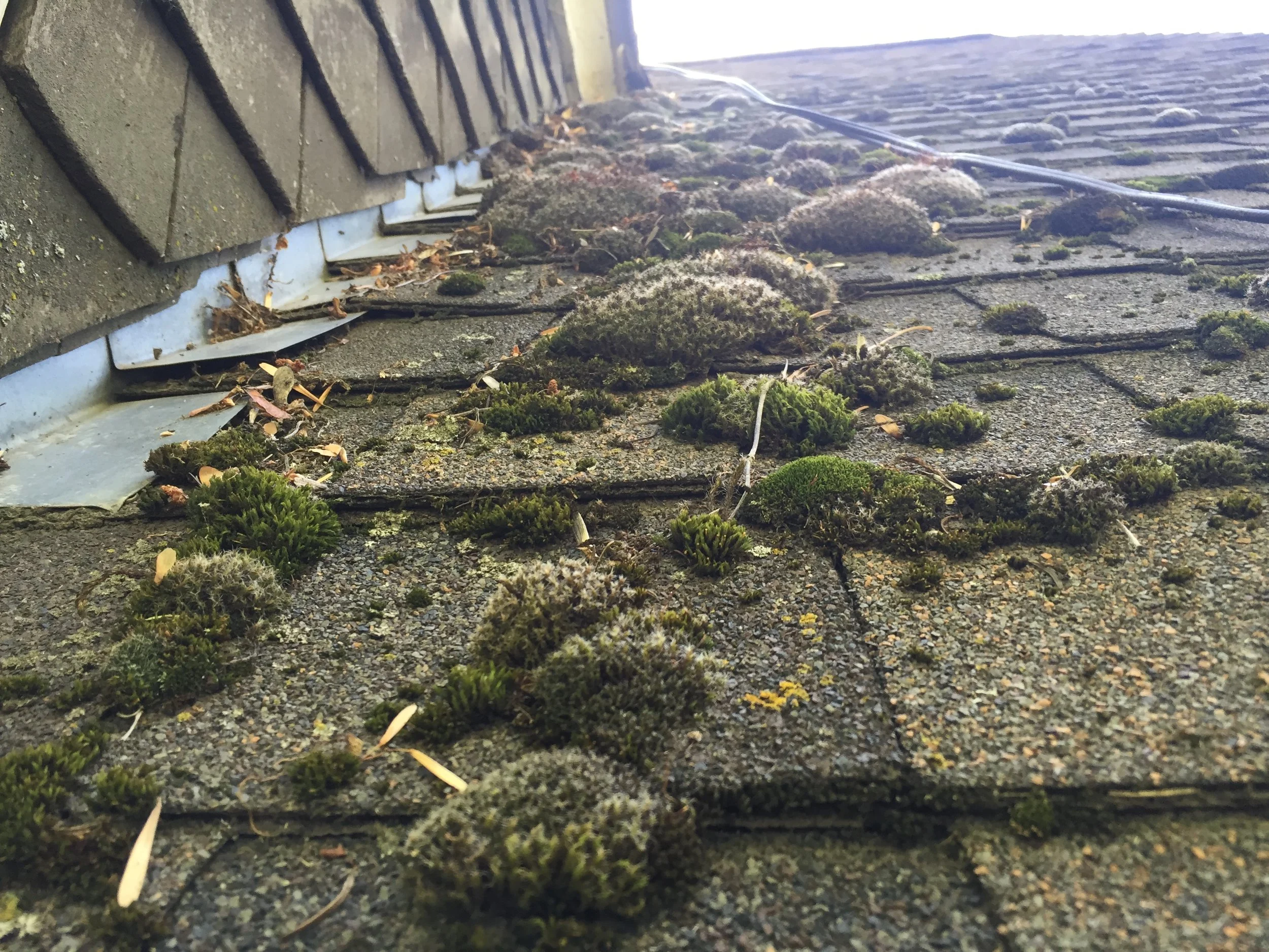 Moss Removal
