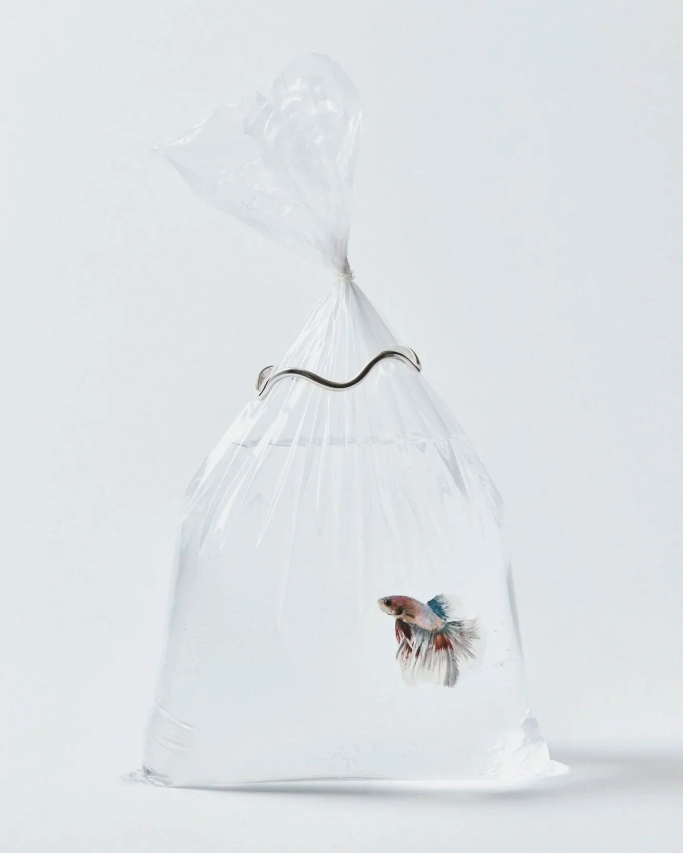 0816-HannahStillLife7605.jpg