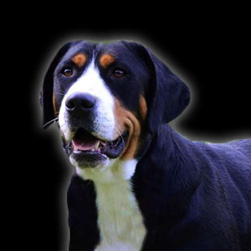 Dona Portrait.png