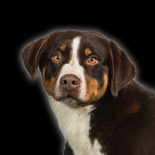 portrait borisko.png