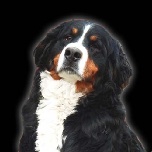 VENYIM GYÖNGYE HONEYMOON