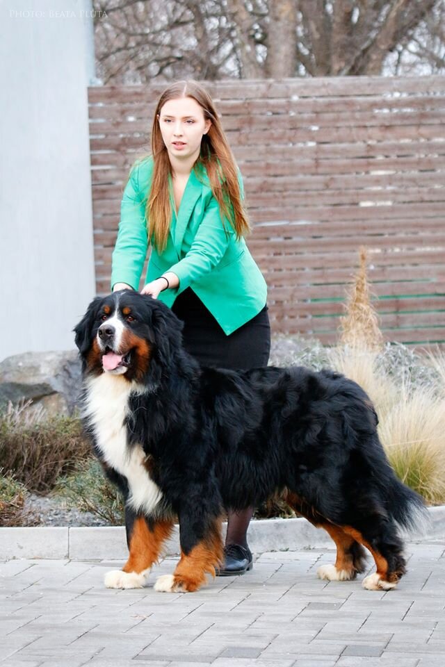 stokerybos bernese