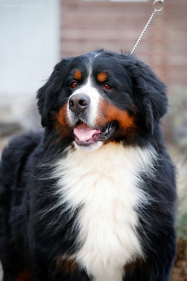 stokerybos bernese