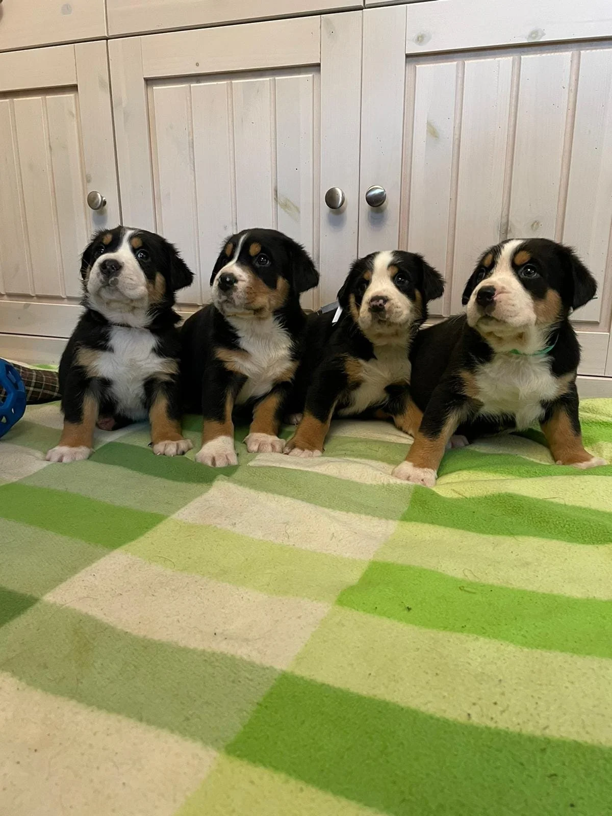 Our Greater Swissy female puppies 5 weeks old — Balihara Ranch
