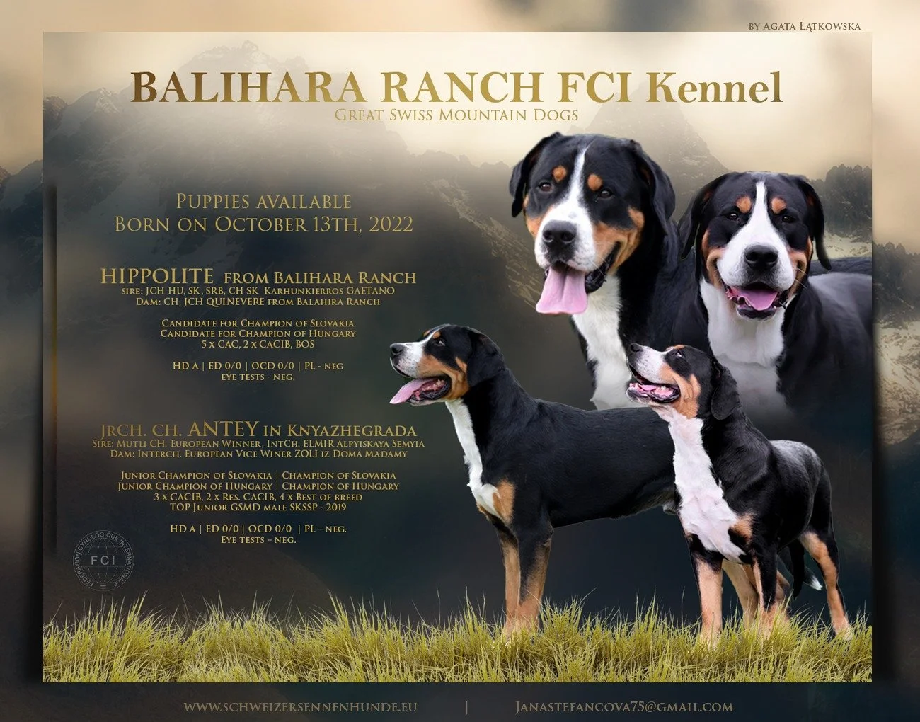 Our Greater Swissy female puppies 5 weeks old — Balihara Ranch