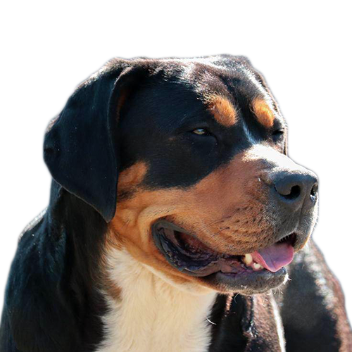 HARMAN – DALI FROM BALIHARA RANCH