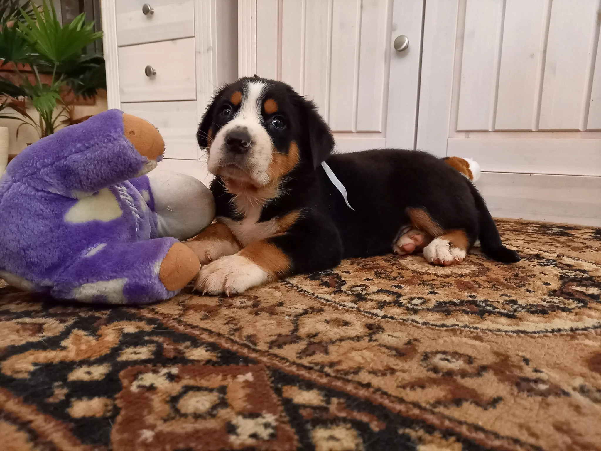 Greater Swissy male 6,5 weeks old male — Balihara Ranch