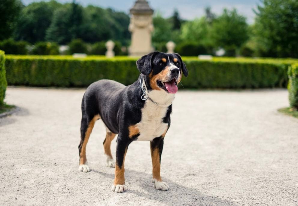 Our oldie soon 9 years old Entlebuche — Balihara Ranch
