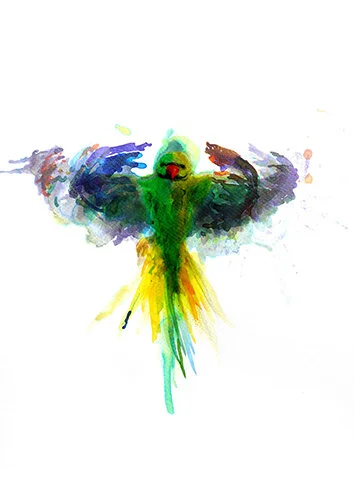 Parakeet PRINT 03.jpg