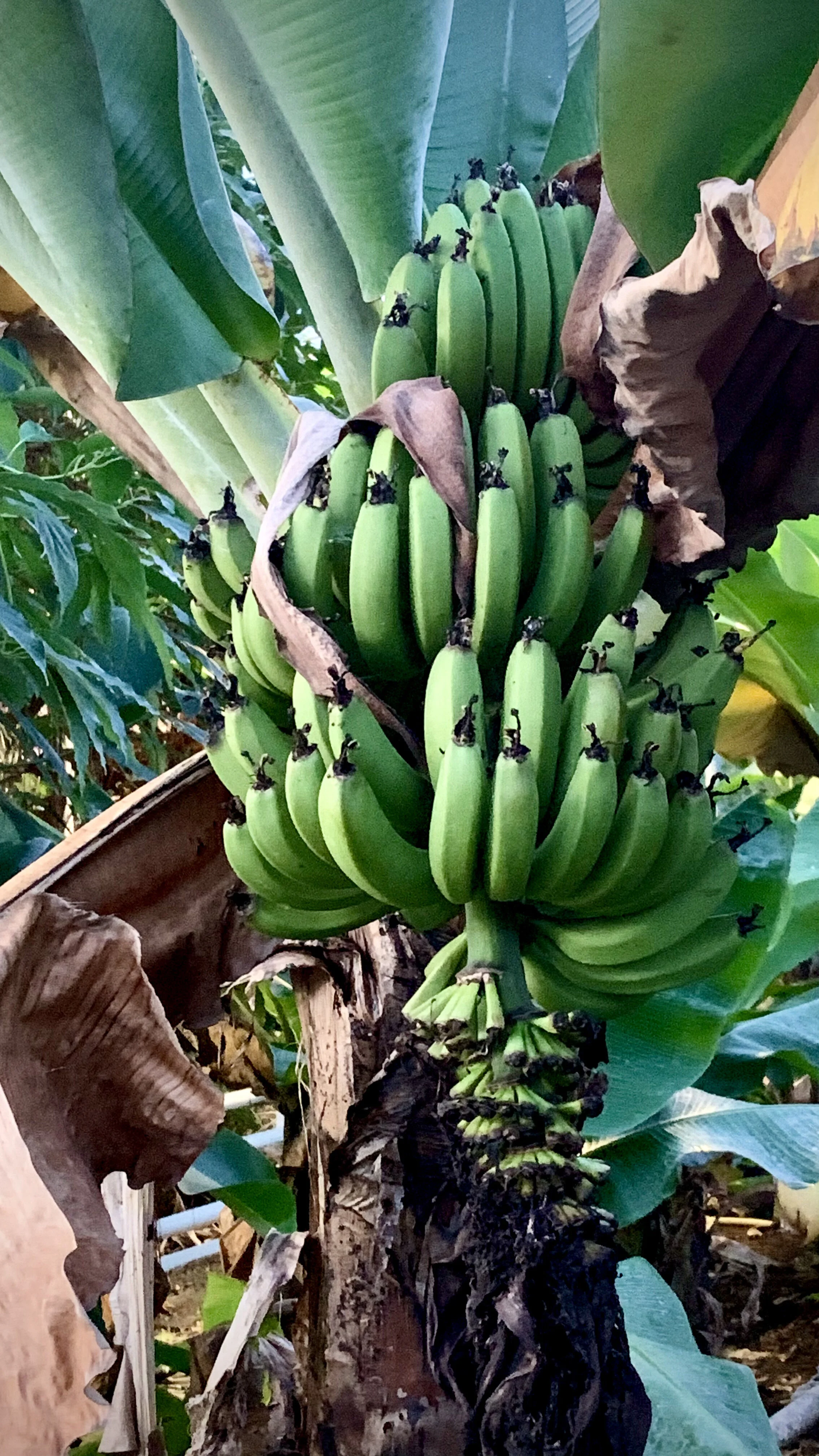 Bananahúsið að Reykjum