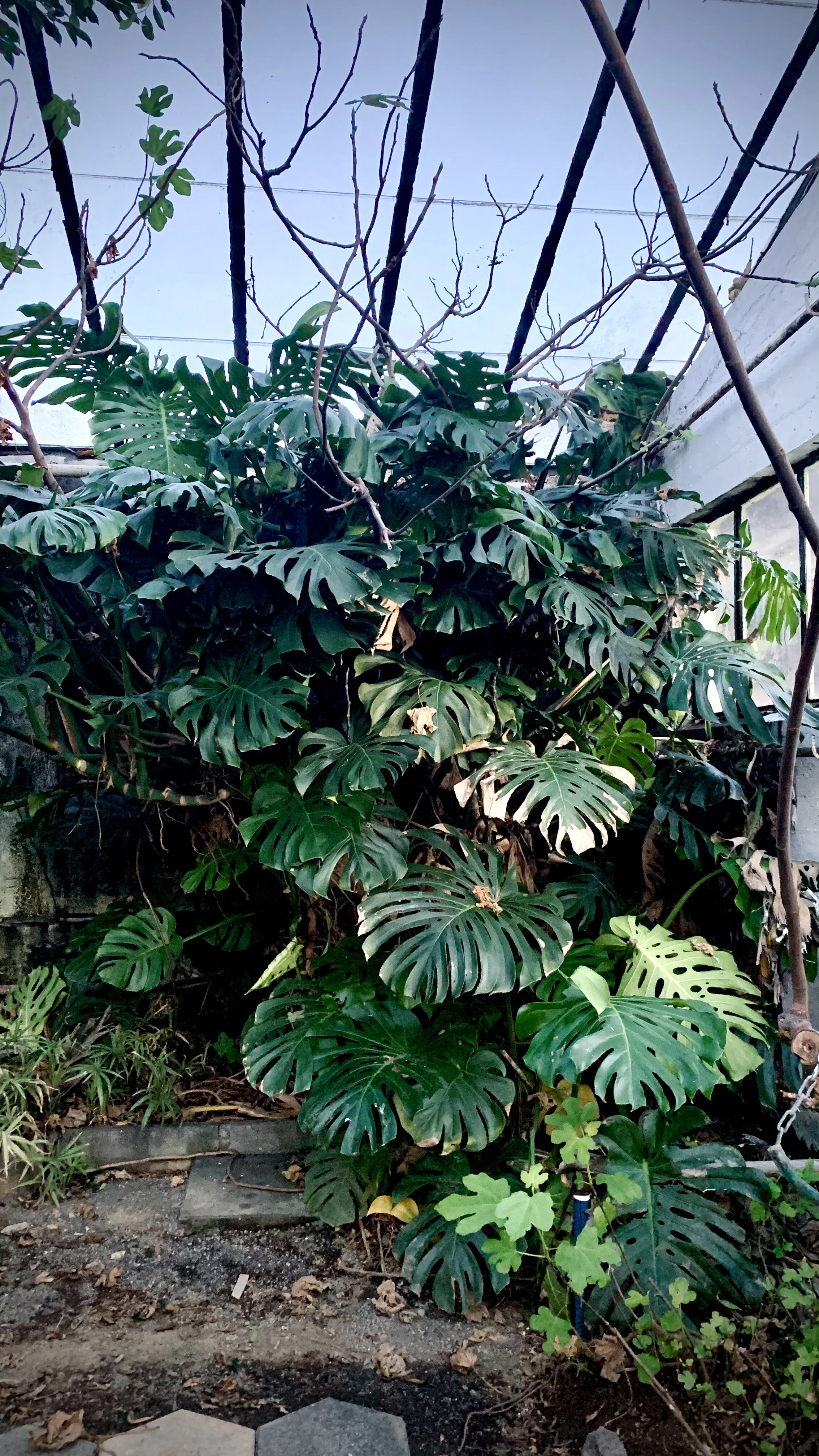 Monstera Deliciosa
