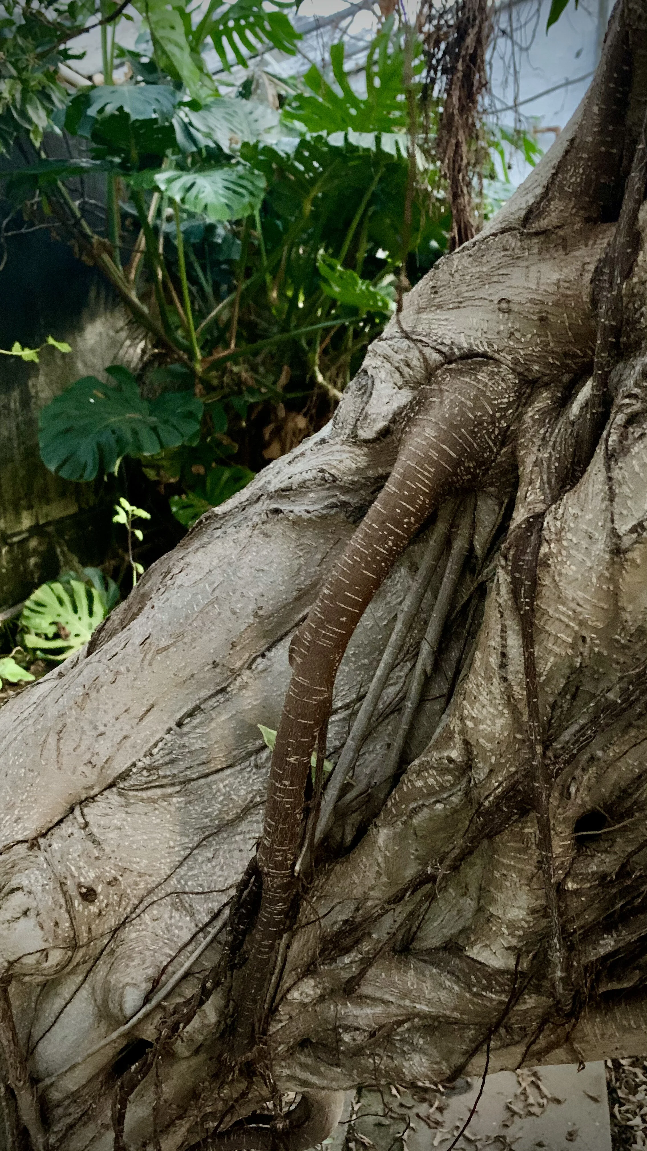 Bananahúsið að Reykjum