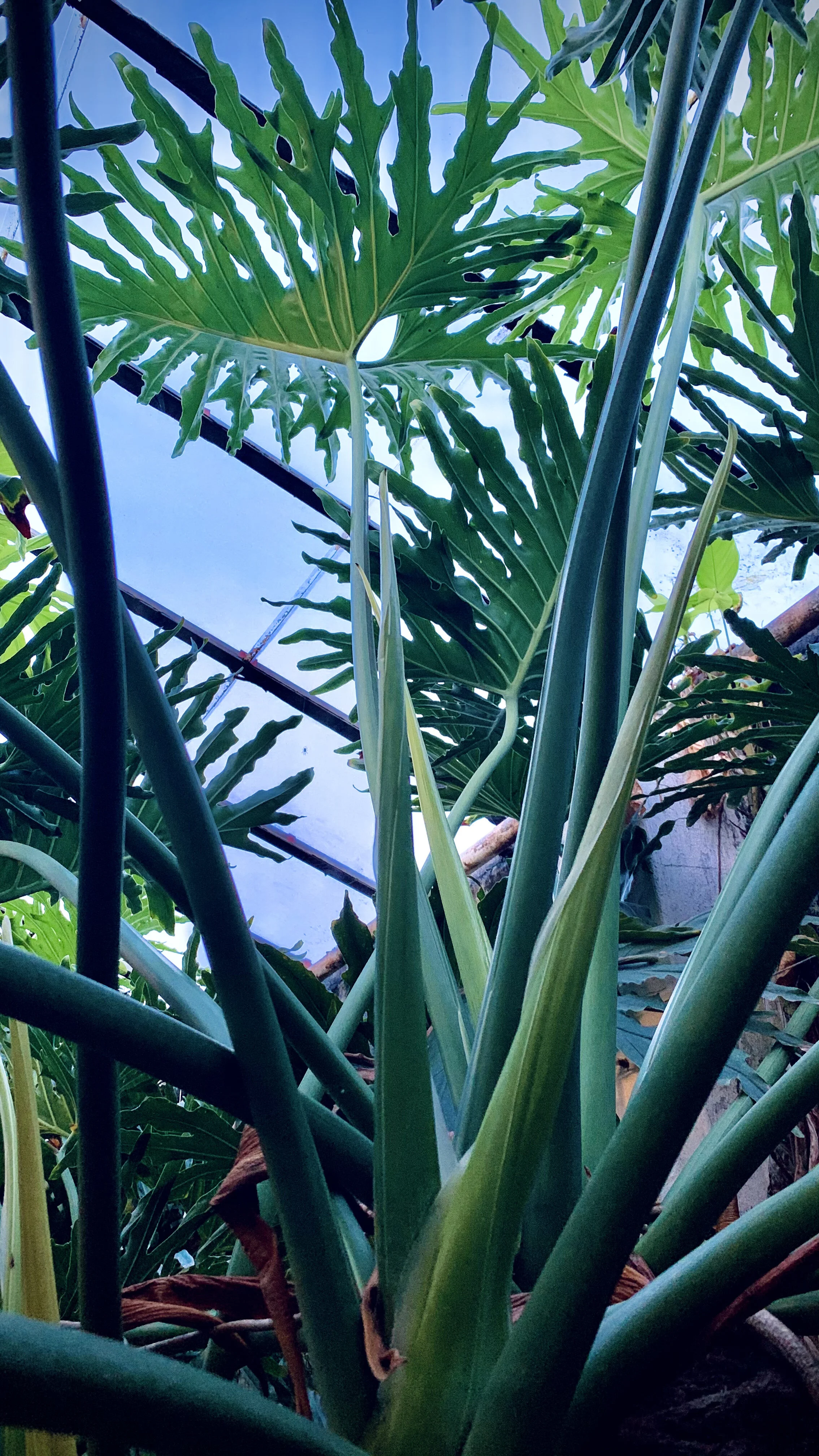 Bananahúsið að Reykjum