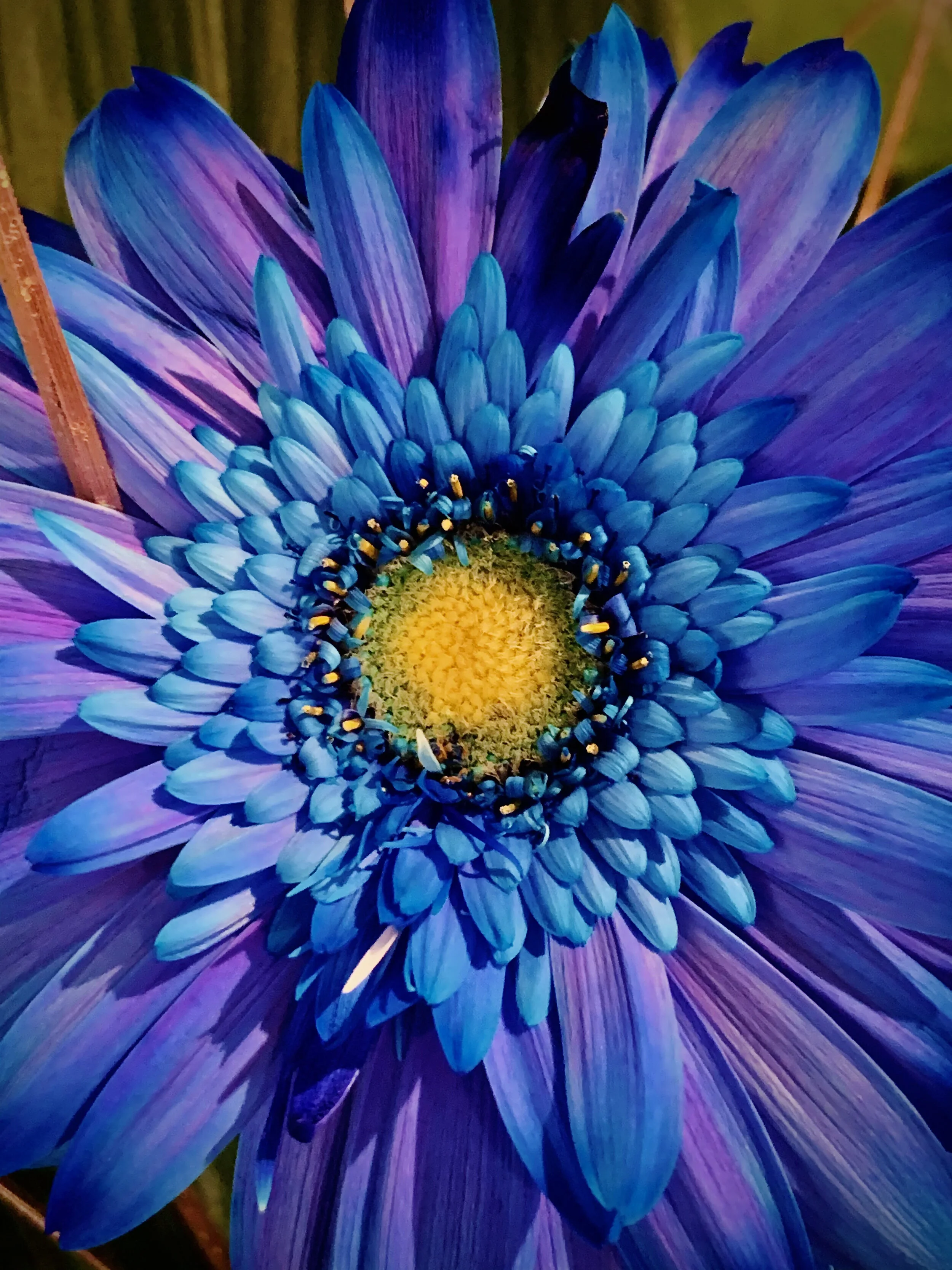 Geislafífill- Gerbera