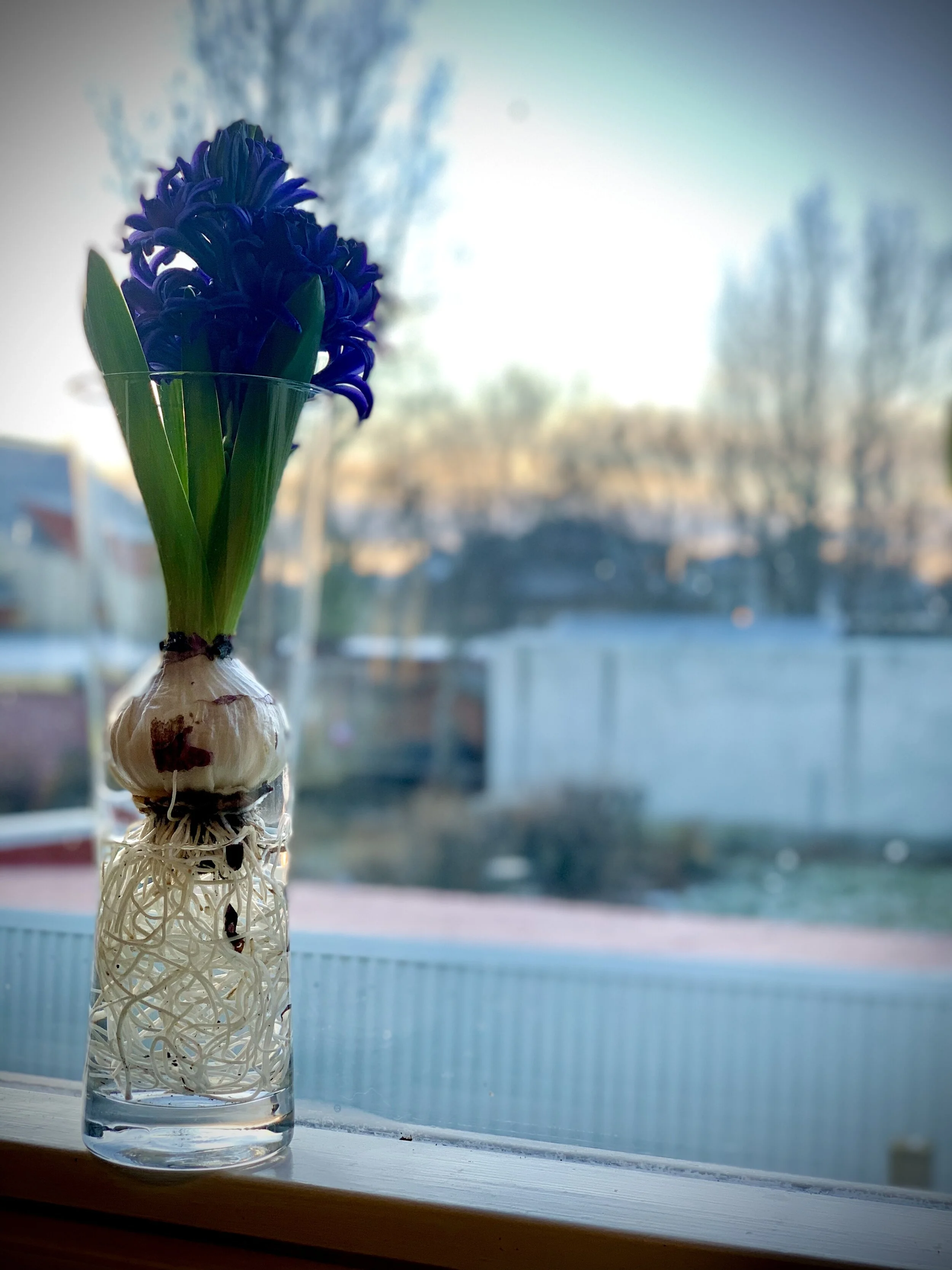  Hýasintur eru fallegar til að nota í skreytingar heima fyrir yfir hátíðarnar og ilma afar vel.