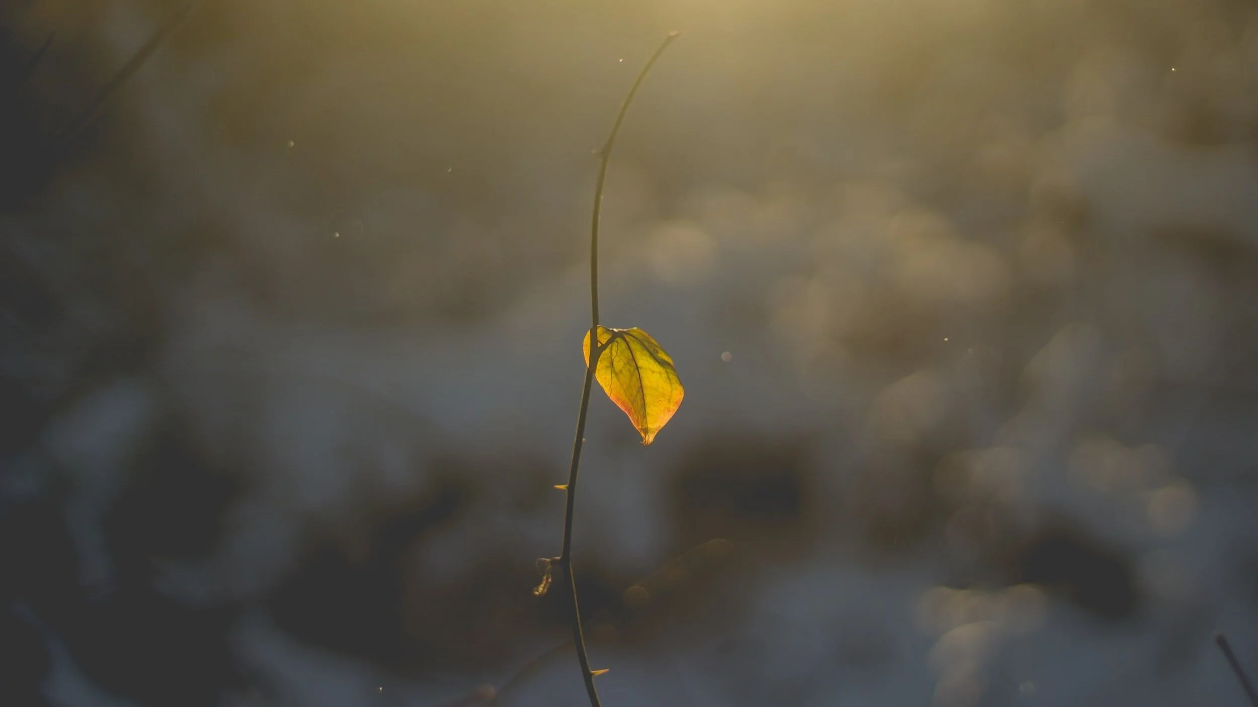 The Empty Space Behind Patient Voices