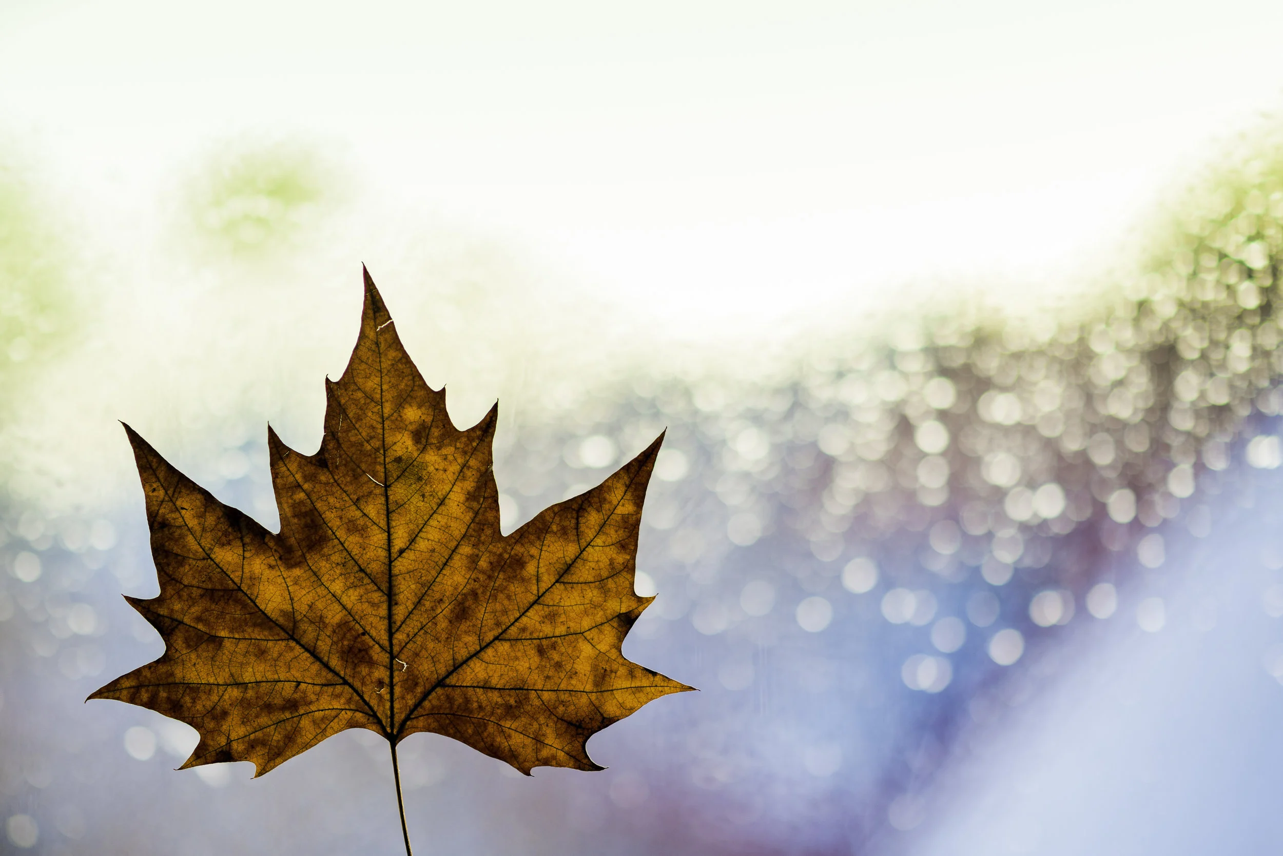 Fall Clean-Up 