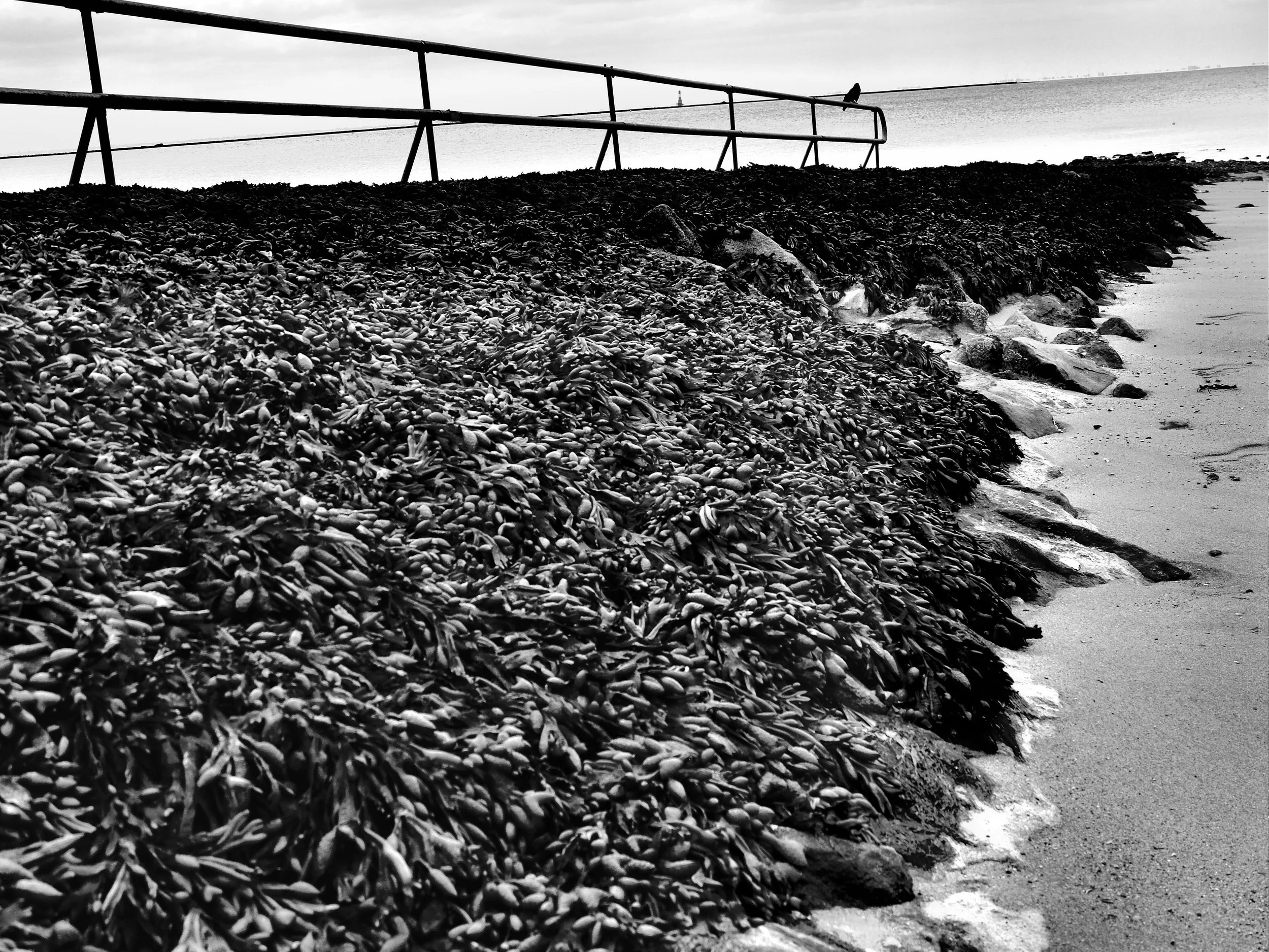  Muschelschule am Südstrand Wilhelmshaven, 2022 