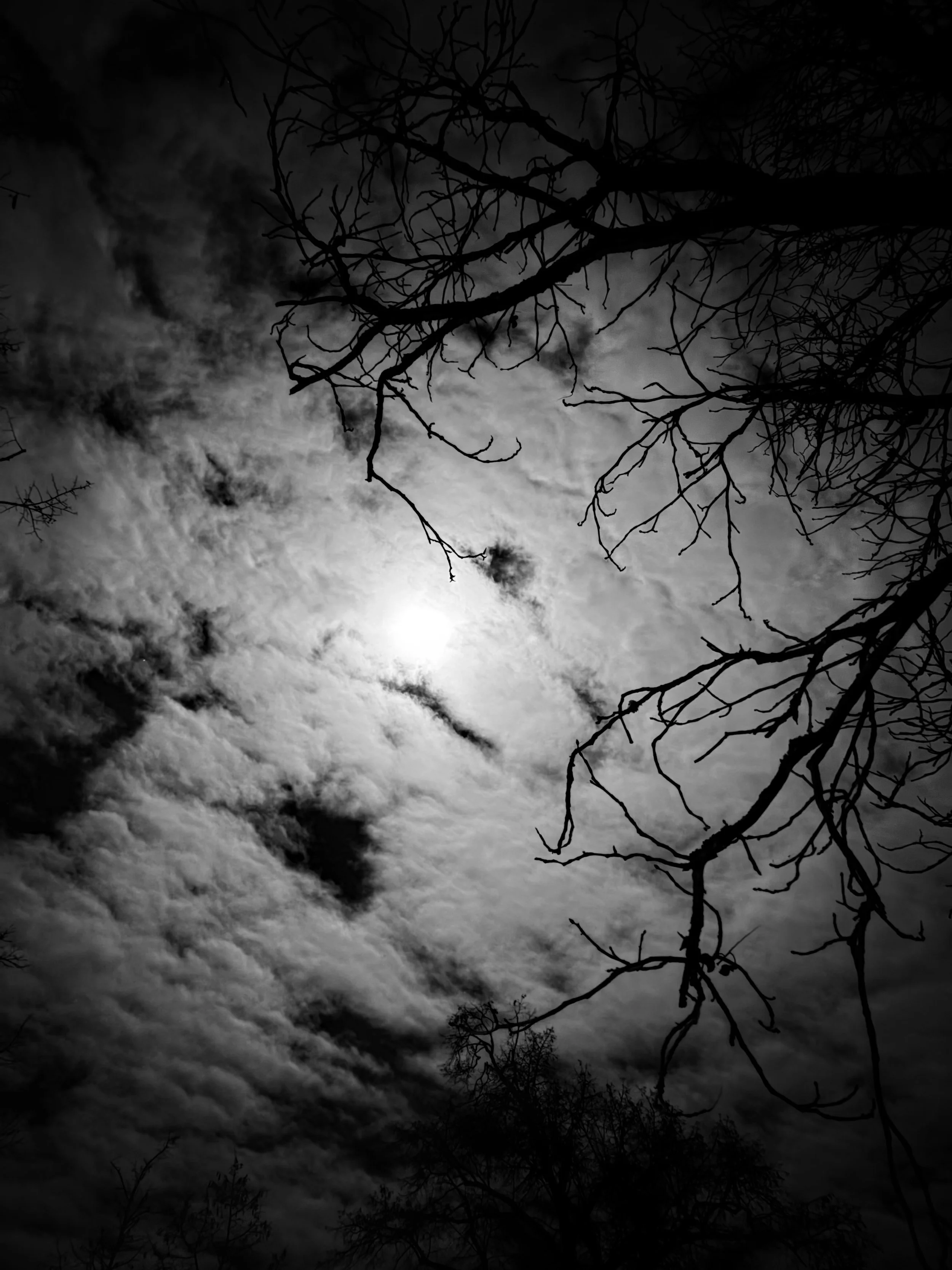  View to the moon (trough trees by night) 