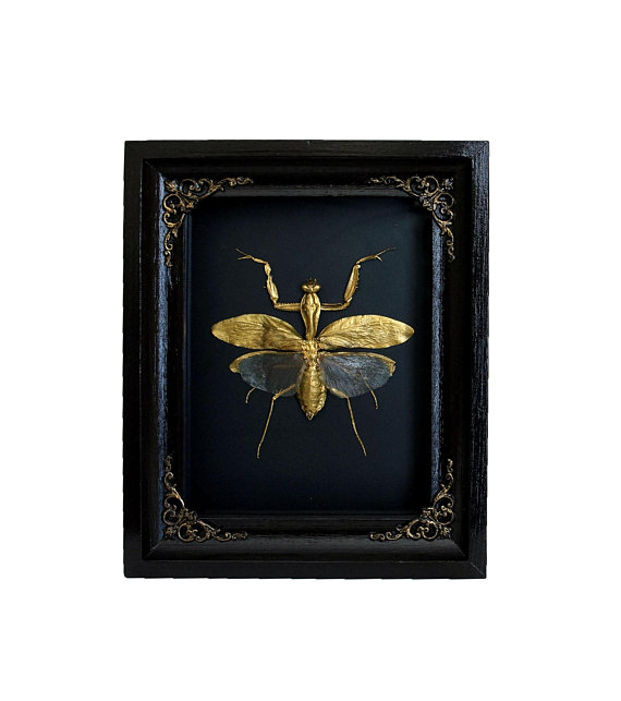 Picture courtesy of Tarantula Box
