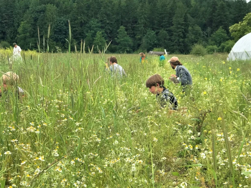 Children picking camomiles.jpg