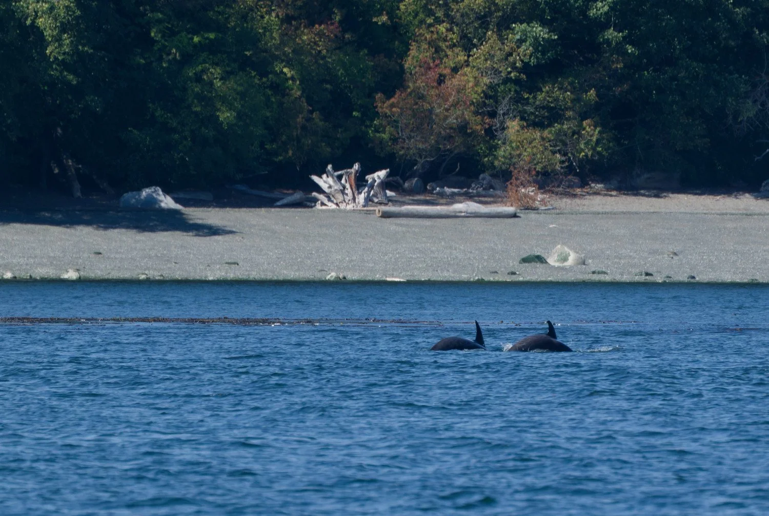 20260811-Women Watching Whales-010.jpg
