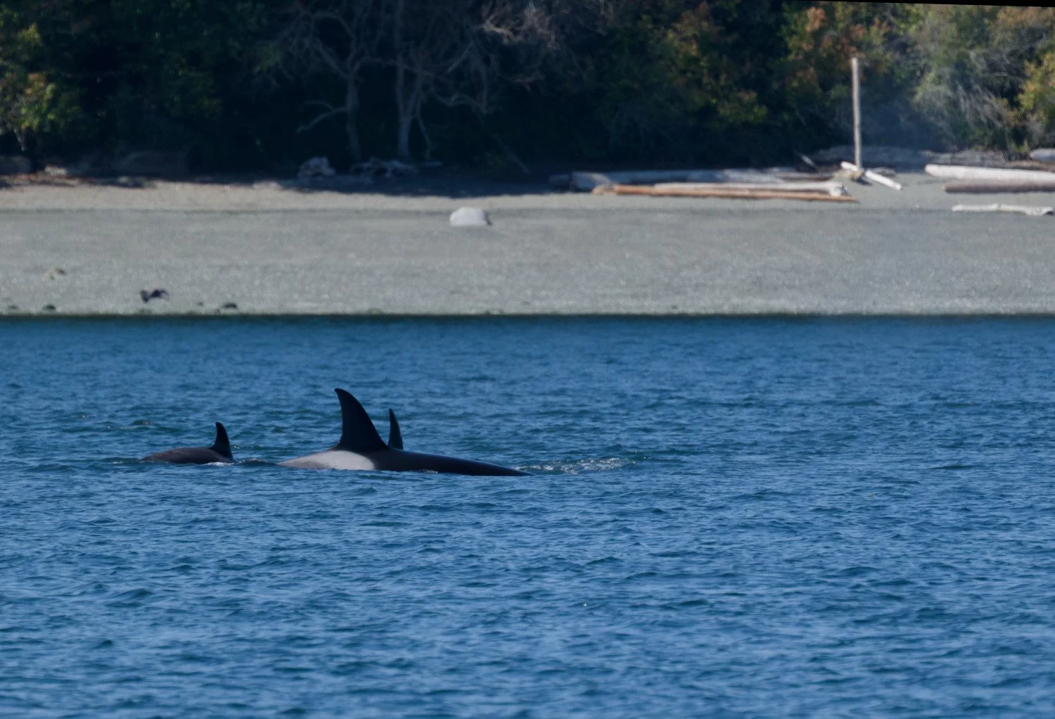 20260811-Women Watching Whales-011.jpg