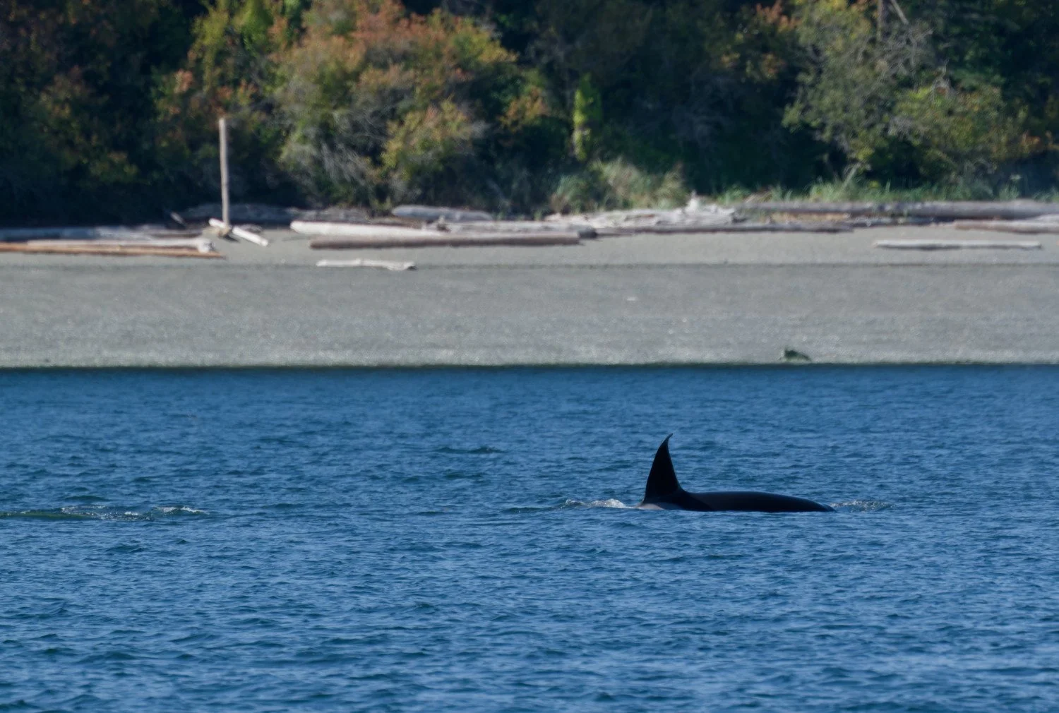 20260811-Women Watching Whales-012.jpg