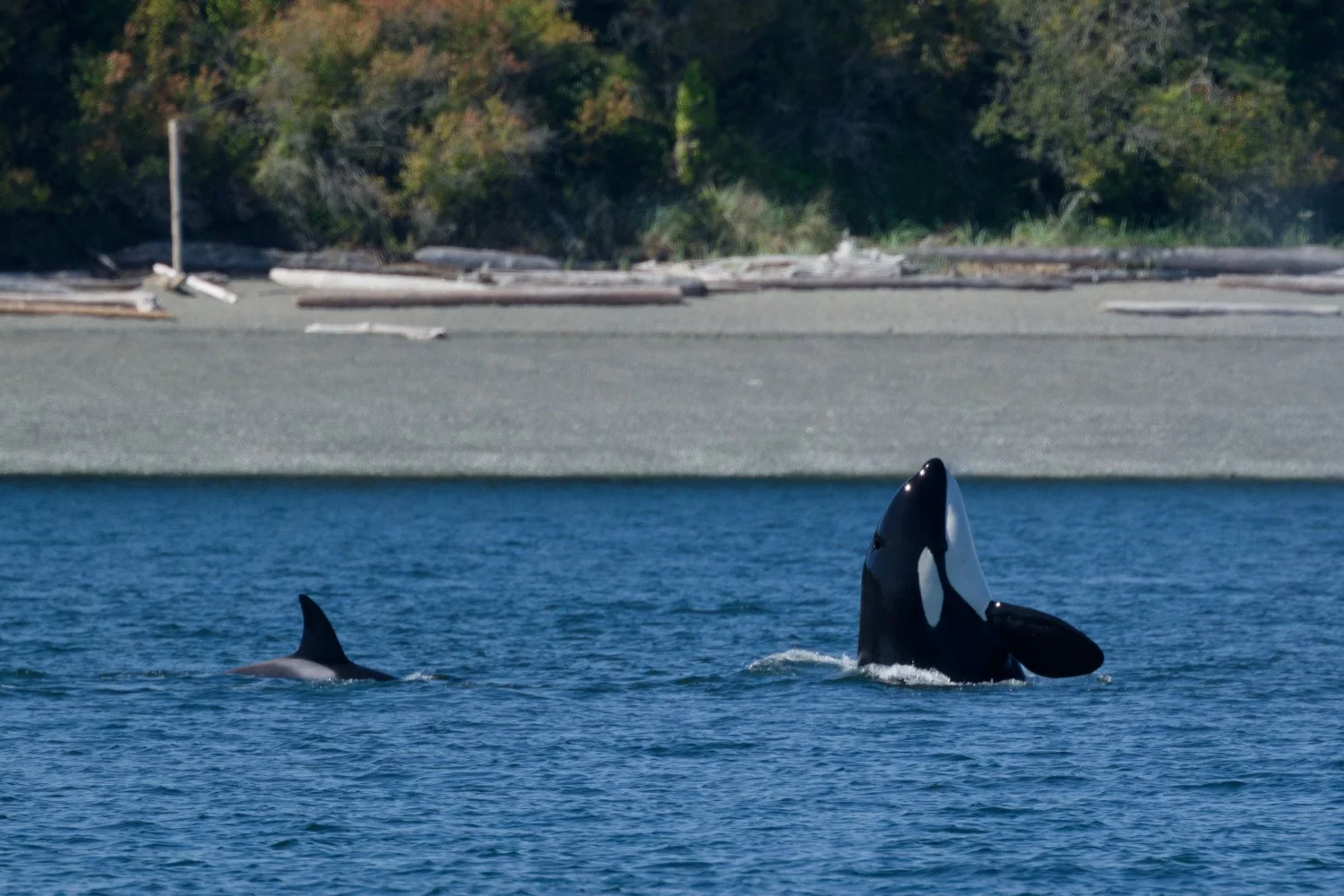 20260811-Women Watching Whales-013.jpg